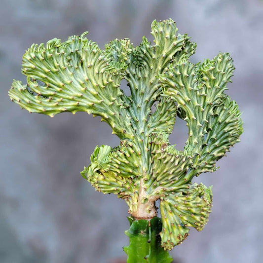 Euphorbia neriifolia cristata variegata