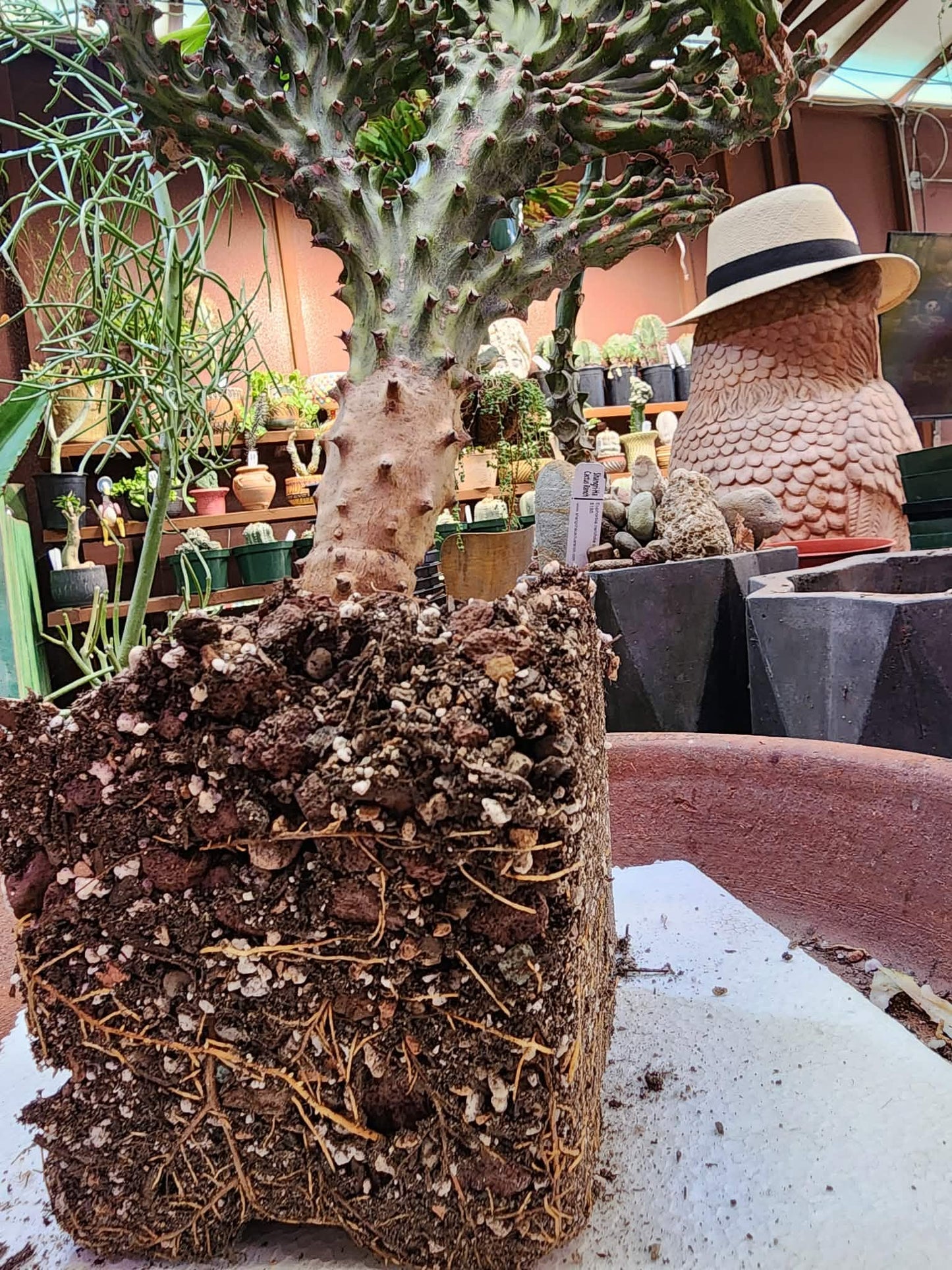 Euphorbia neriifolia cristata variegata - So big!!