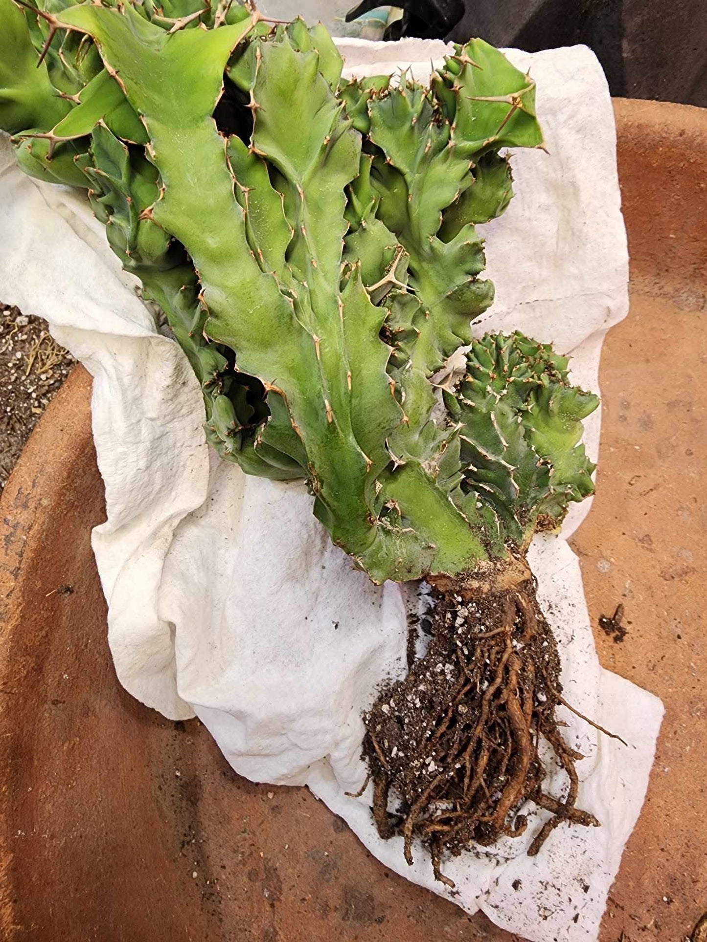 Euphorbia nyikae var. neovolkensii