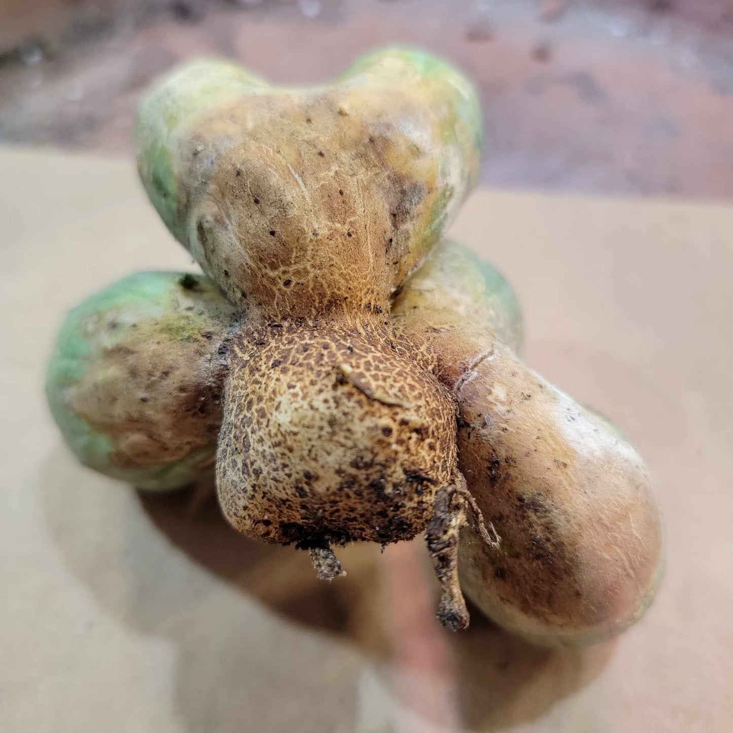Euphorbia obesa - 5 Heads