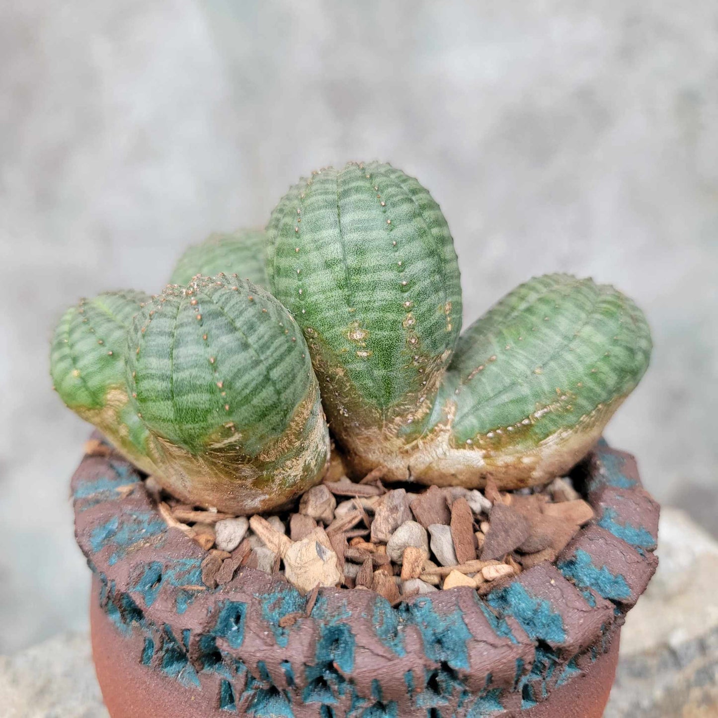 Euphorbia obesa - 5 Heads