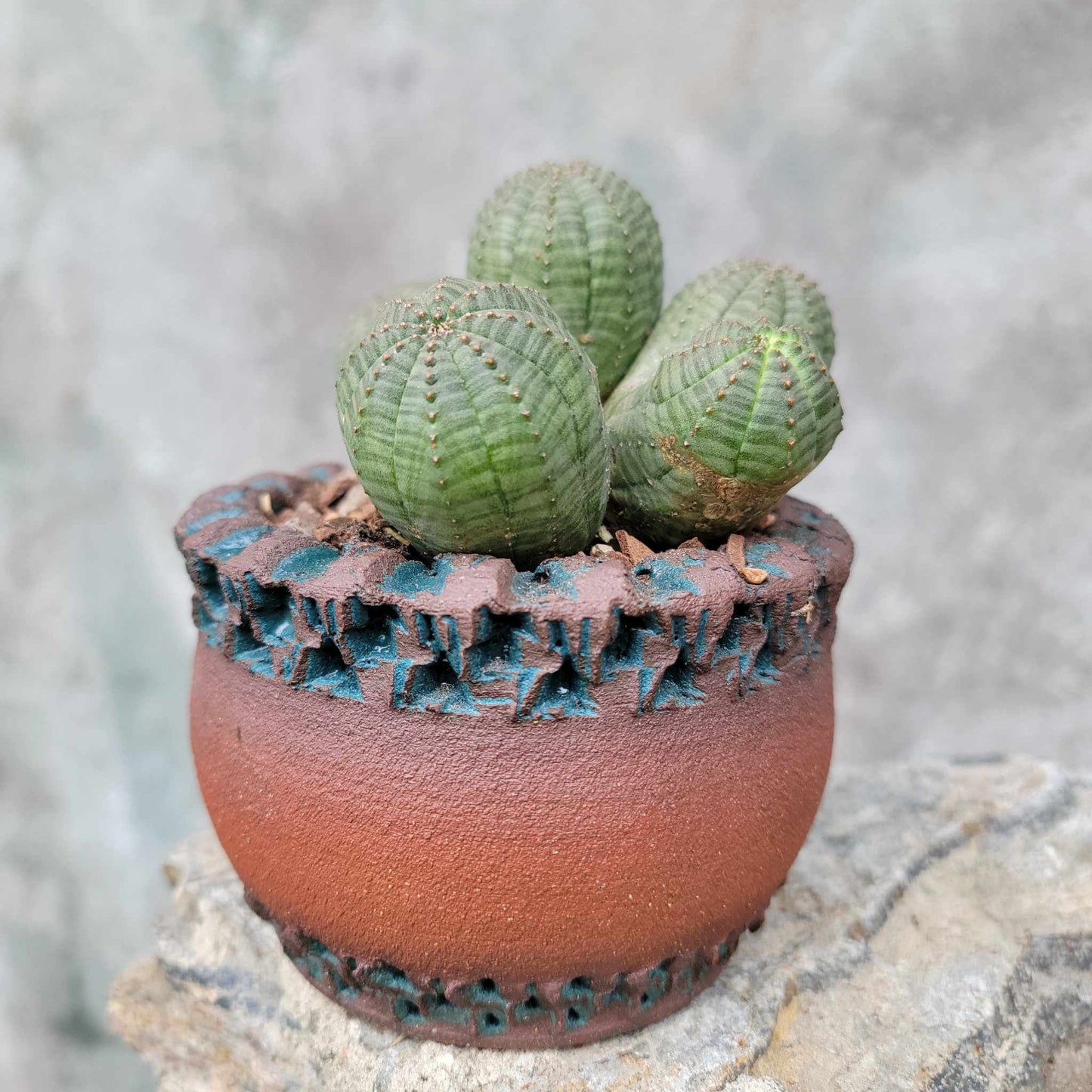 Euphorbia obesa - 5 Heads