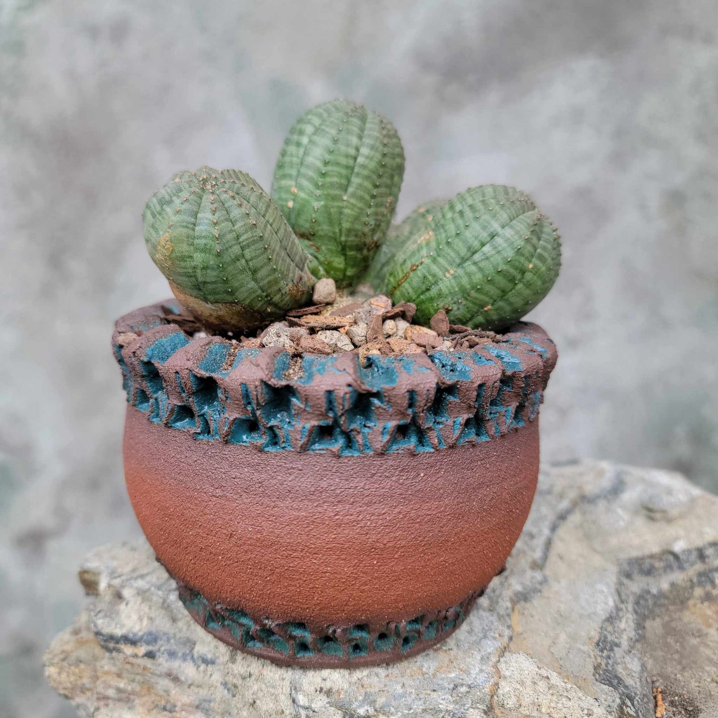 Euphorbia obesa - 5 Heads