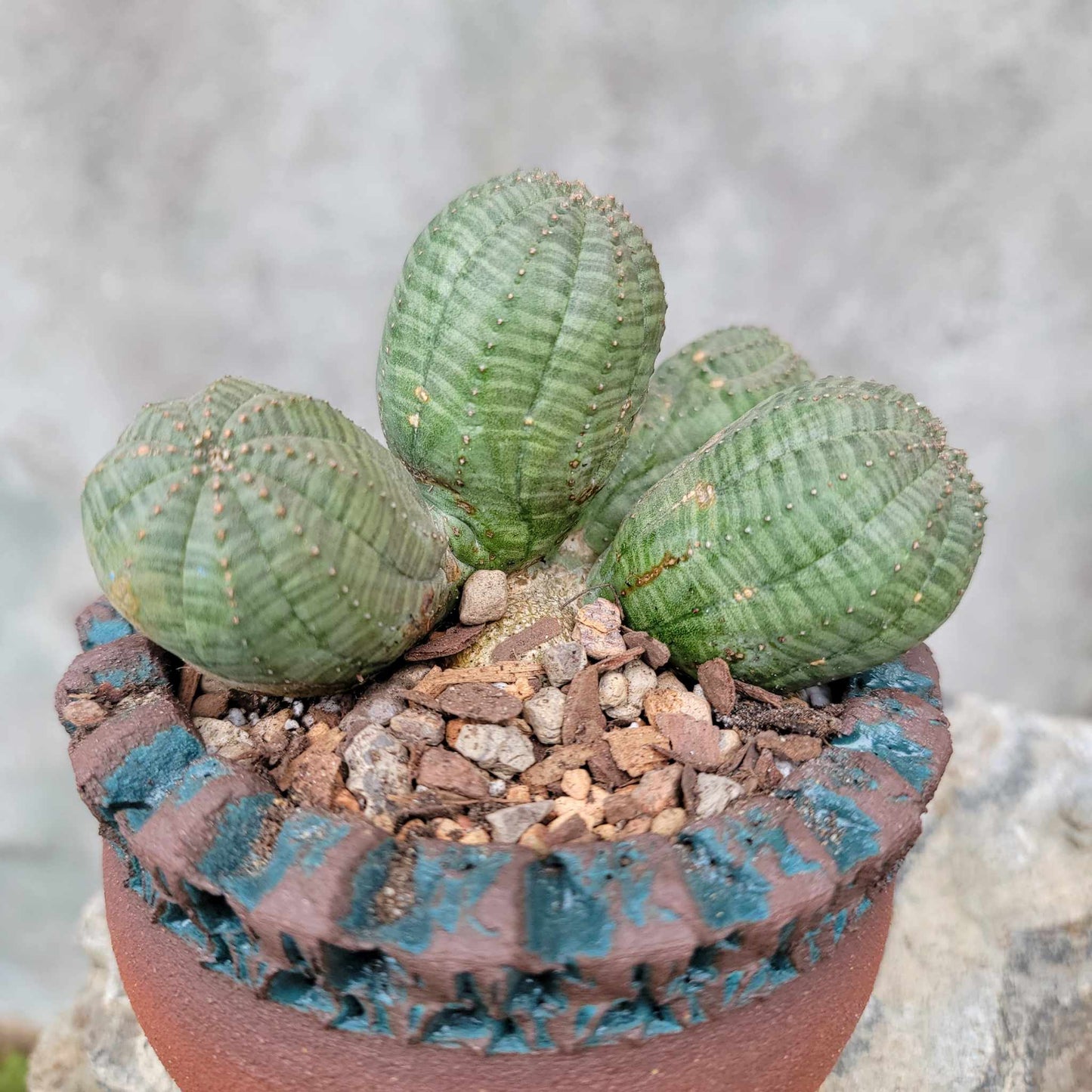 Euphorbia obesa - 5 Heads