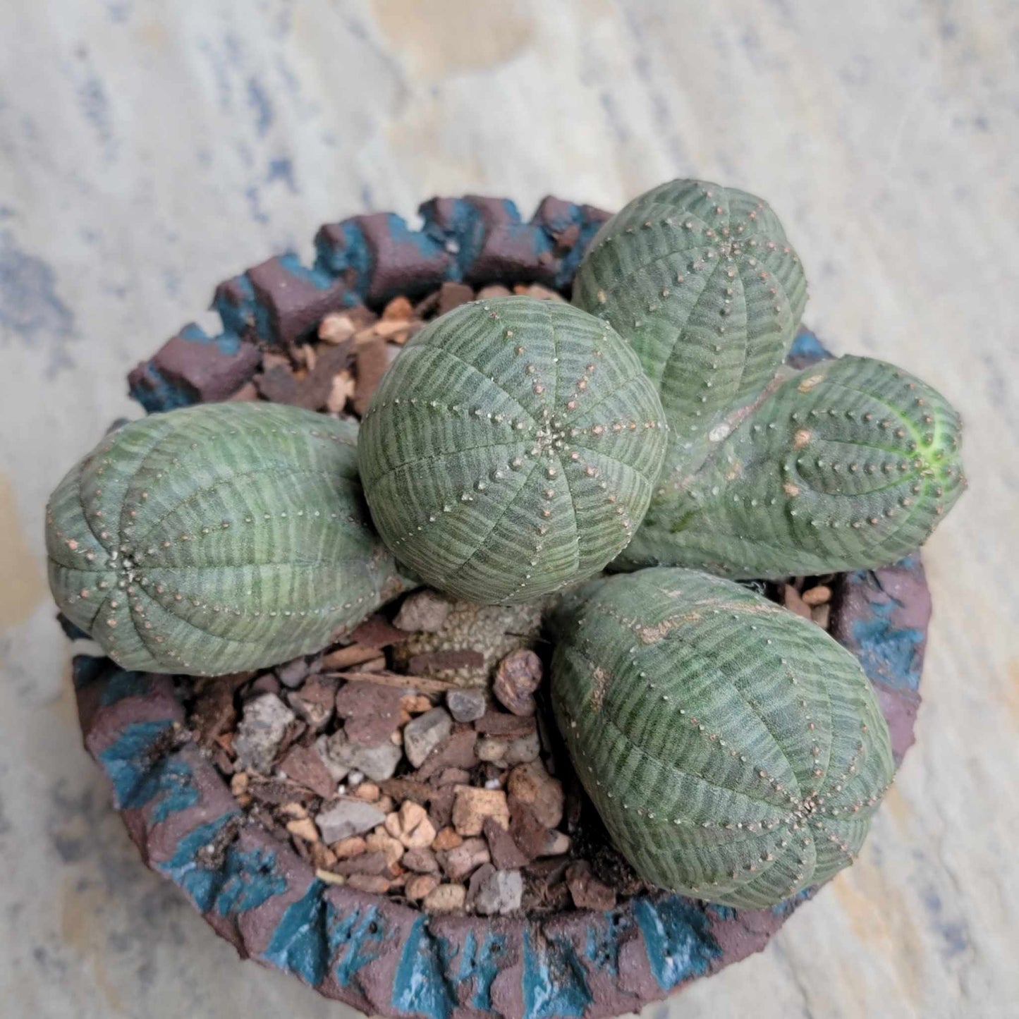 Euphorbia obesa - 5 Heads