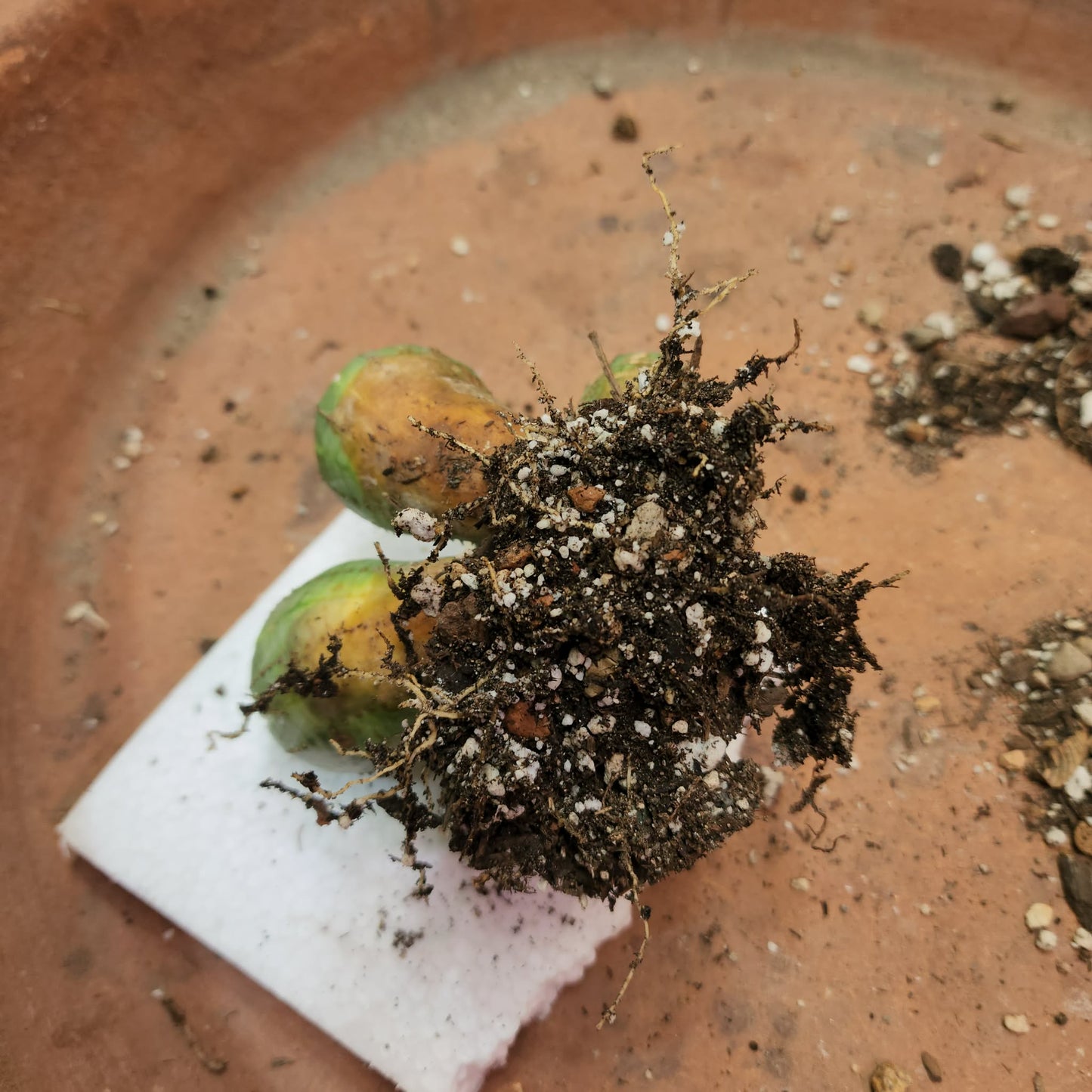 Euphorbia obesa - 6 Heads (Last one!)