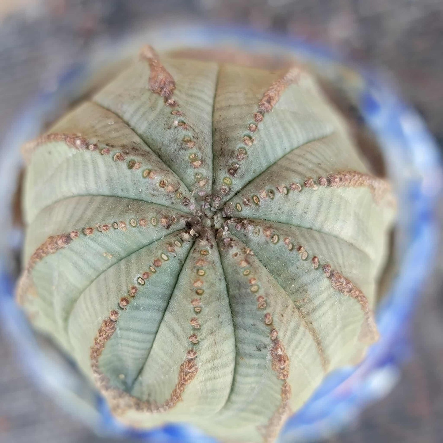 Euphorbia obesa
