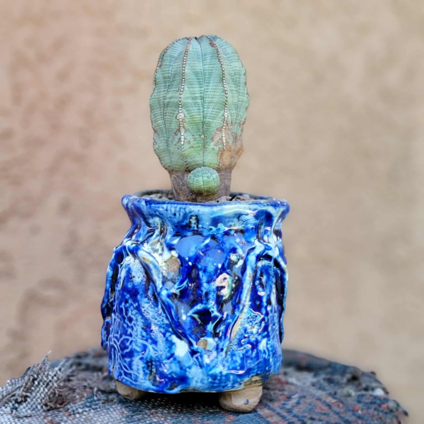 Euphorbia obesa