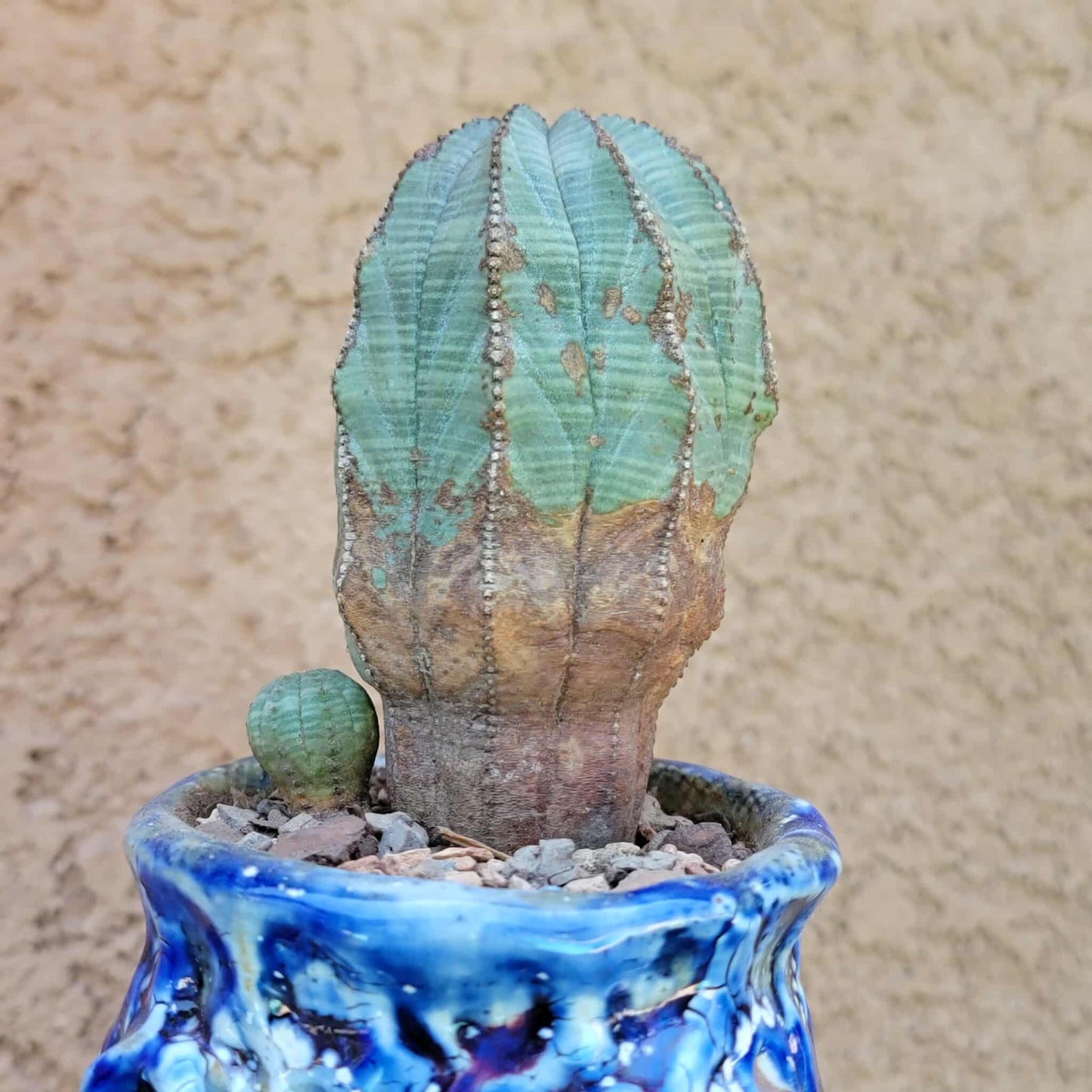Euphorbia obesa