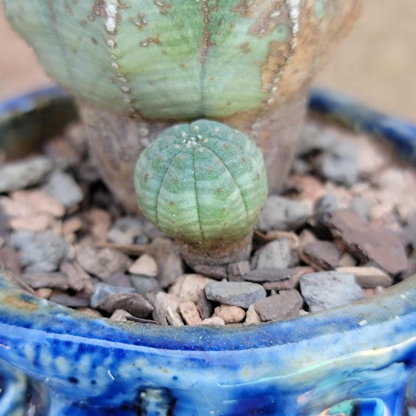 Euphorbia obesa