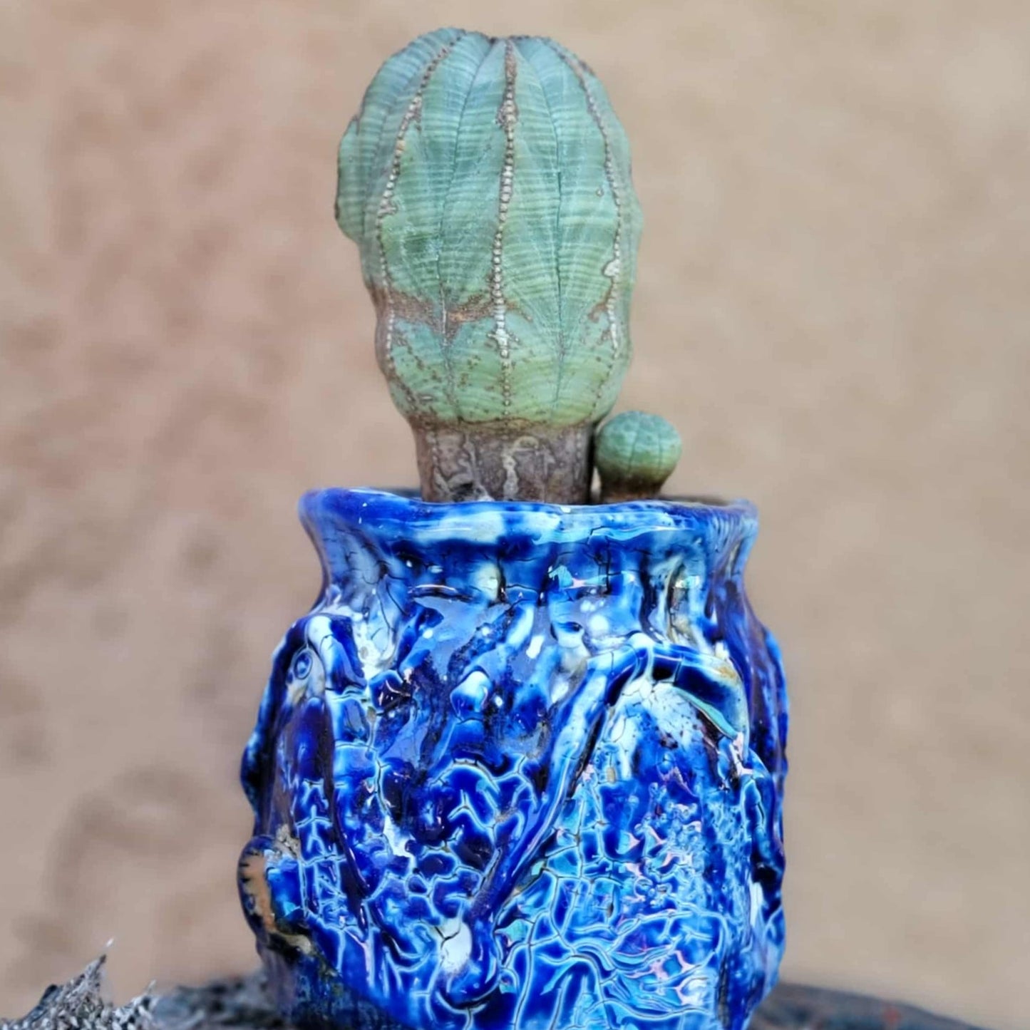 Euphorbia obesa
