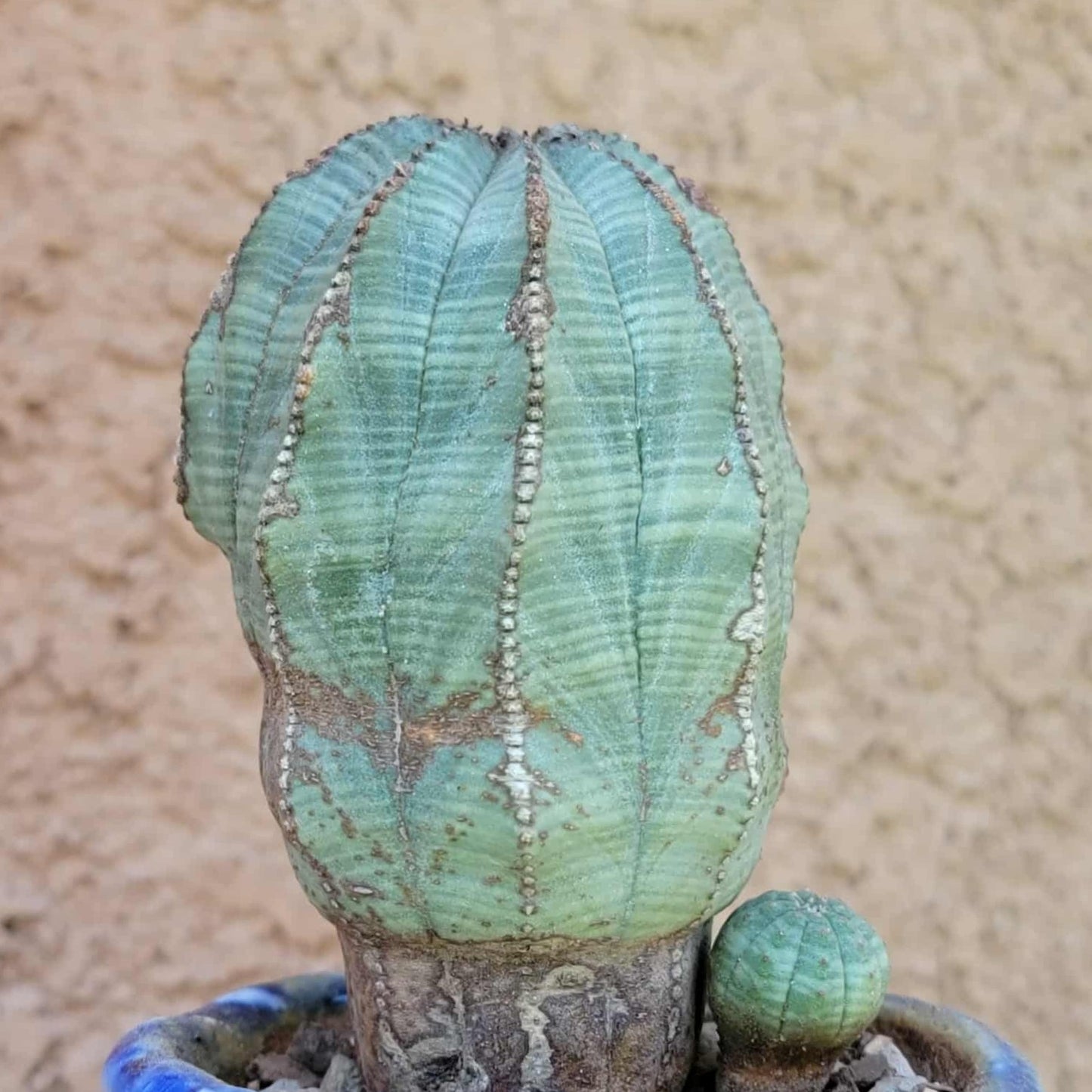 Euphorbia obesa