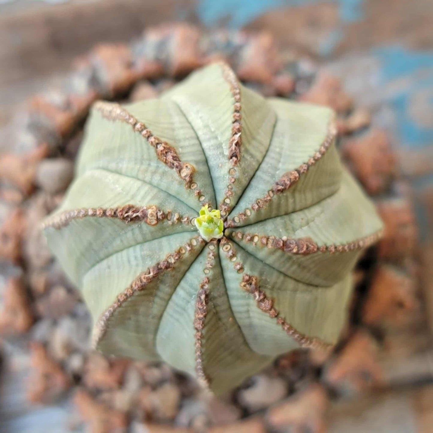 Euphorbia obesa