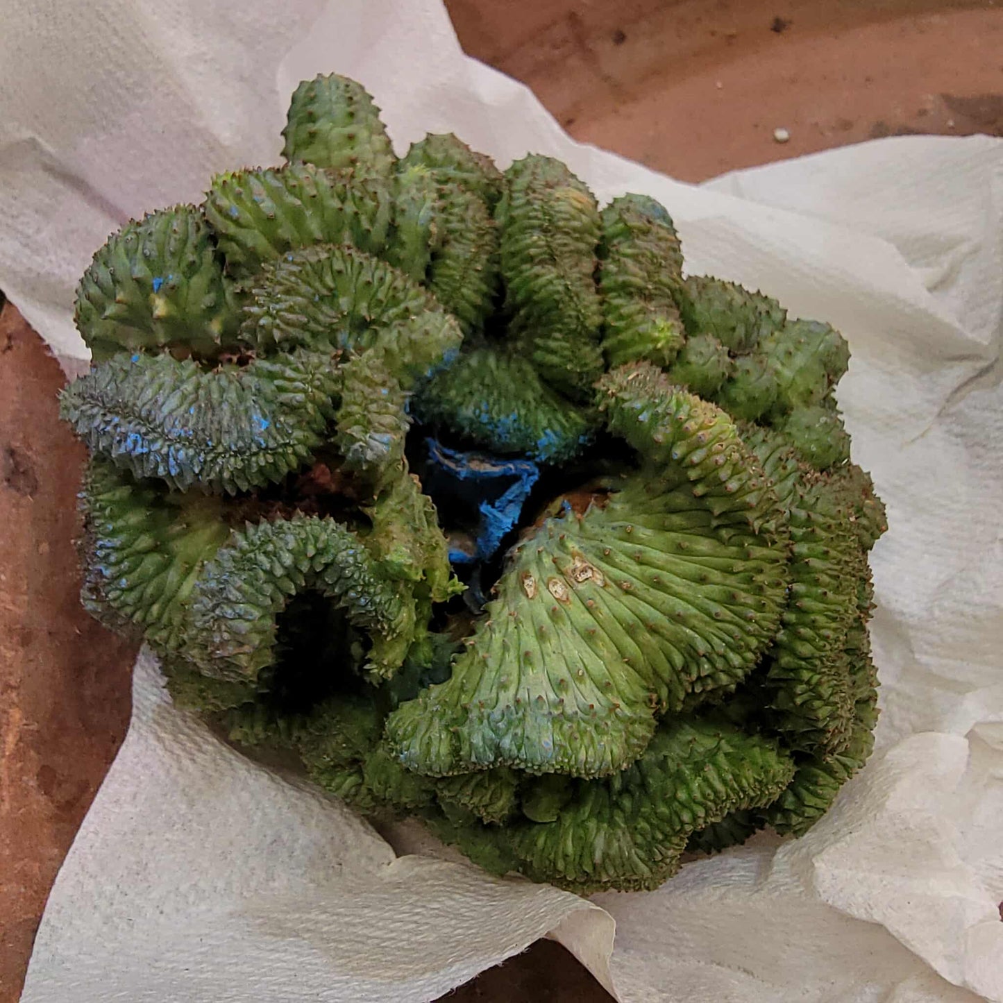 Euphorbia obesa cristata