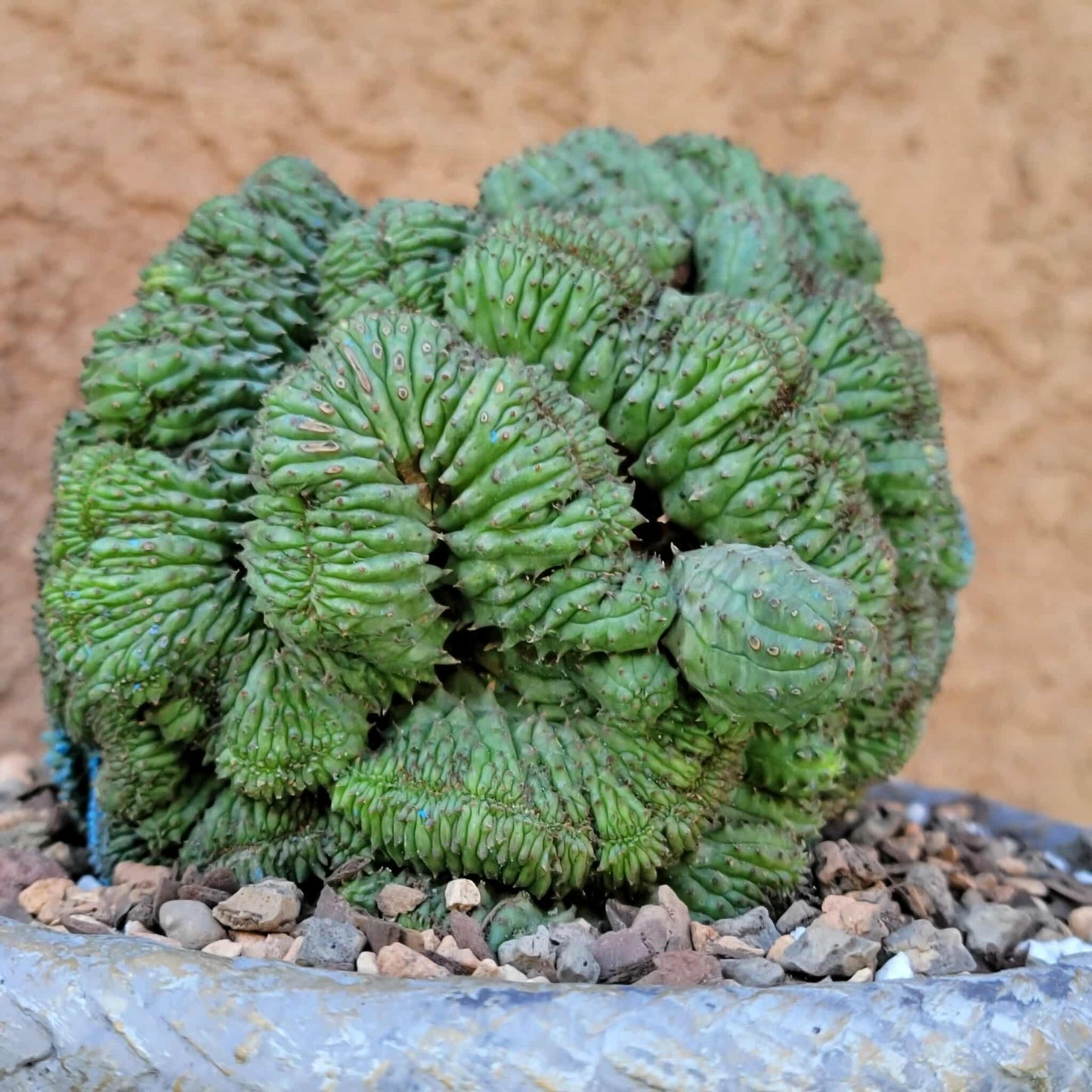 Euphorbia obesa cristata