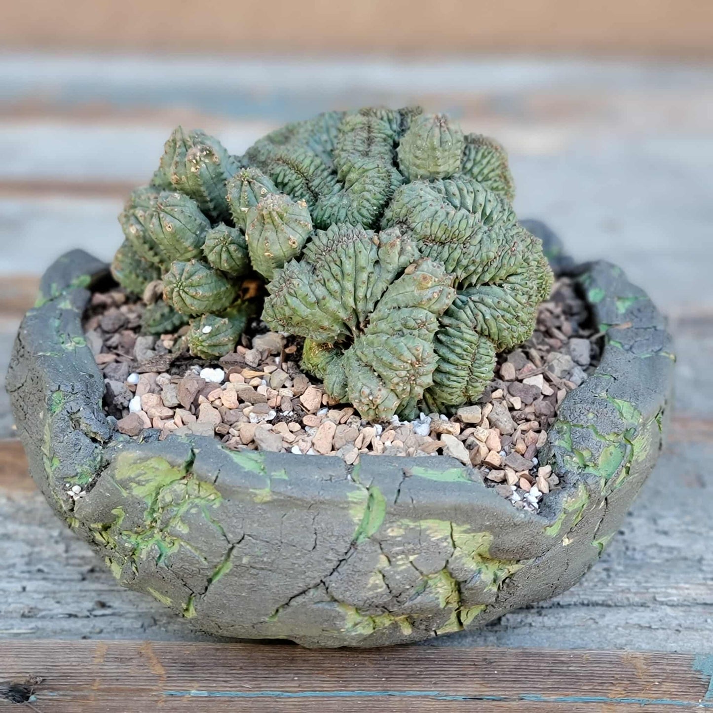 Euphorbia obesa cristata