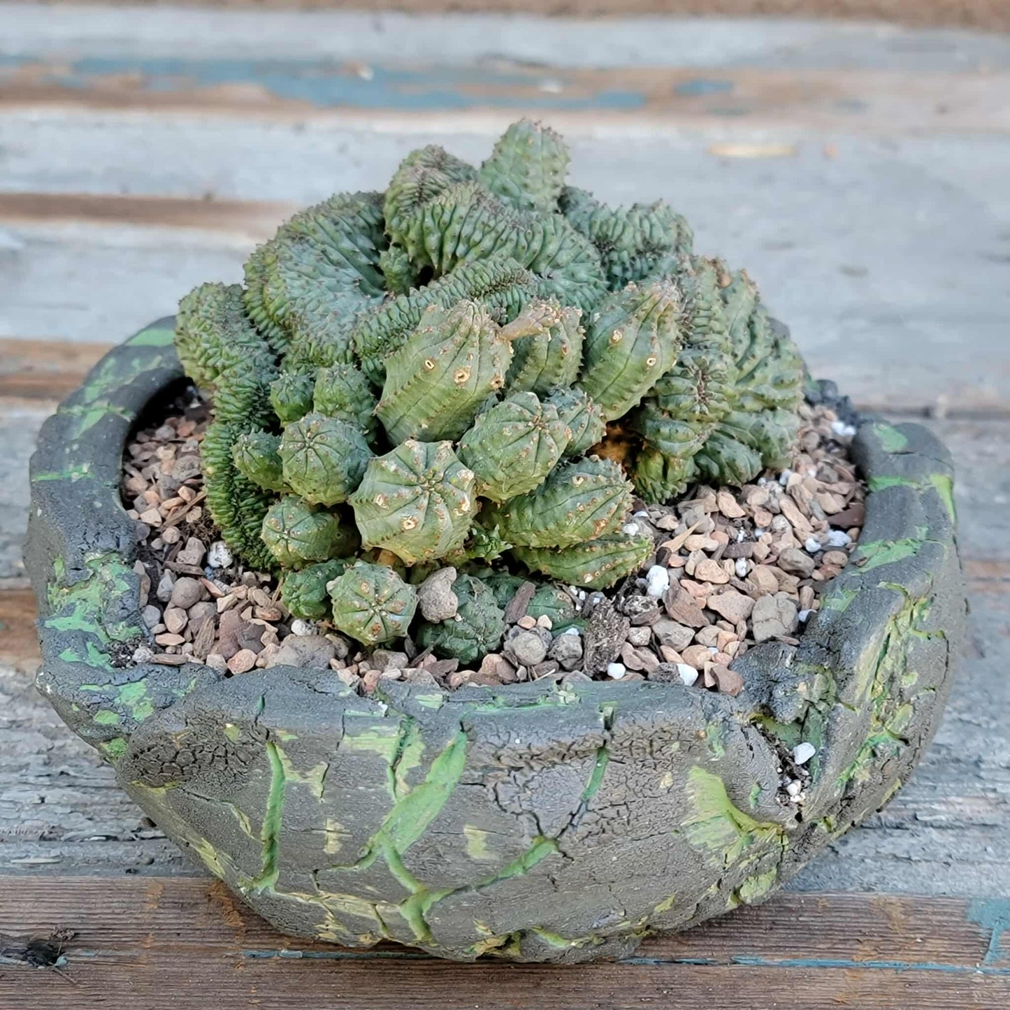 Euphorbia obesa cristata
