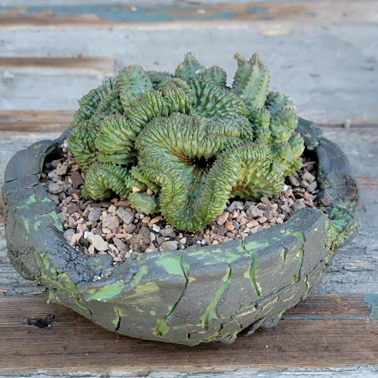 Euphorbia obesa cristata