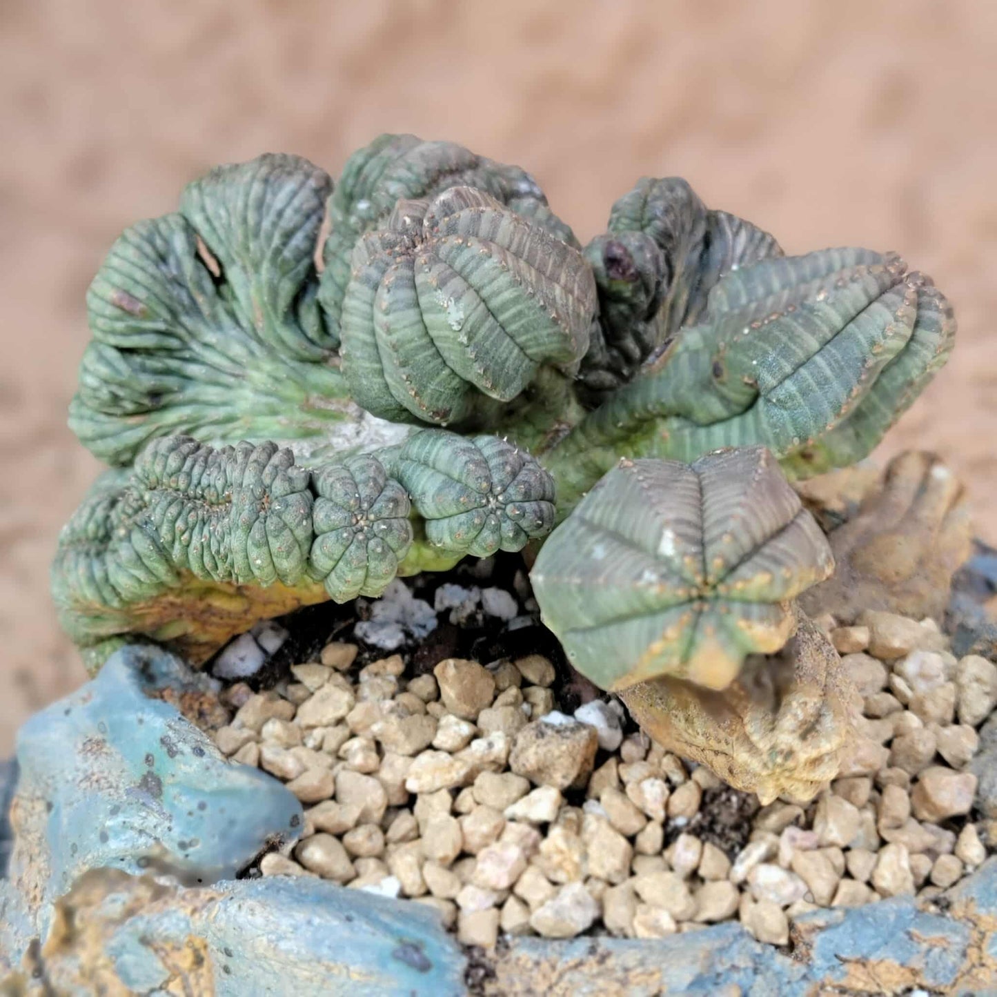 Euphorbia obesa cristata - Very Rare