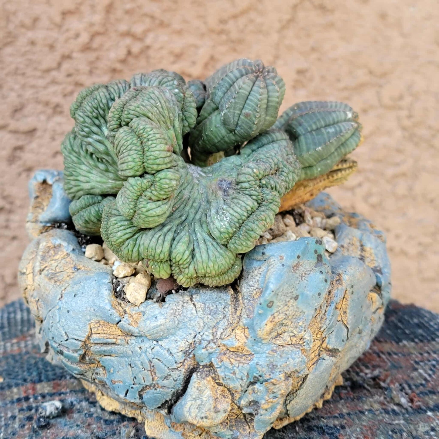 Euphorbia obesa cristata - Very Rare