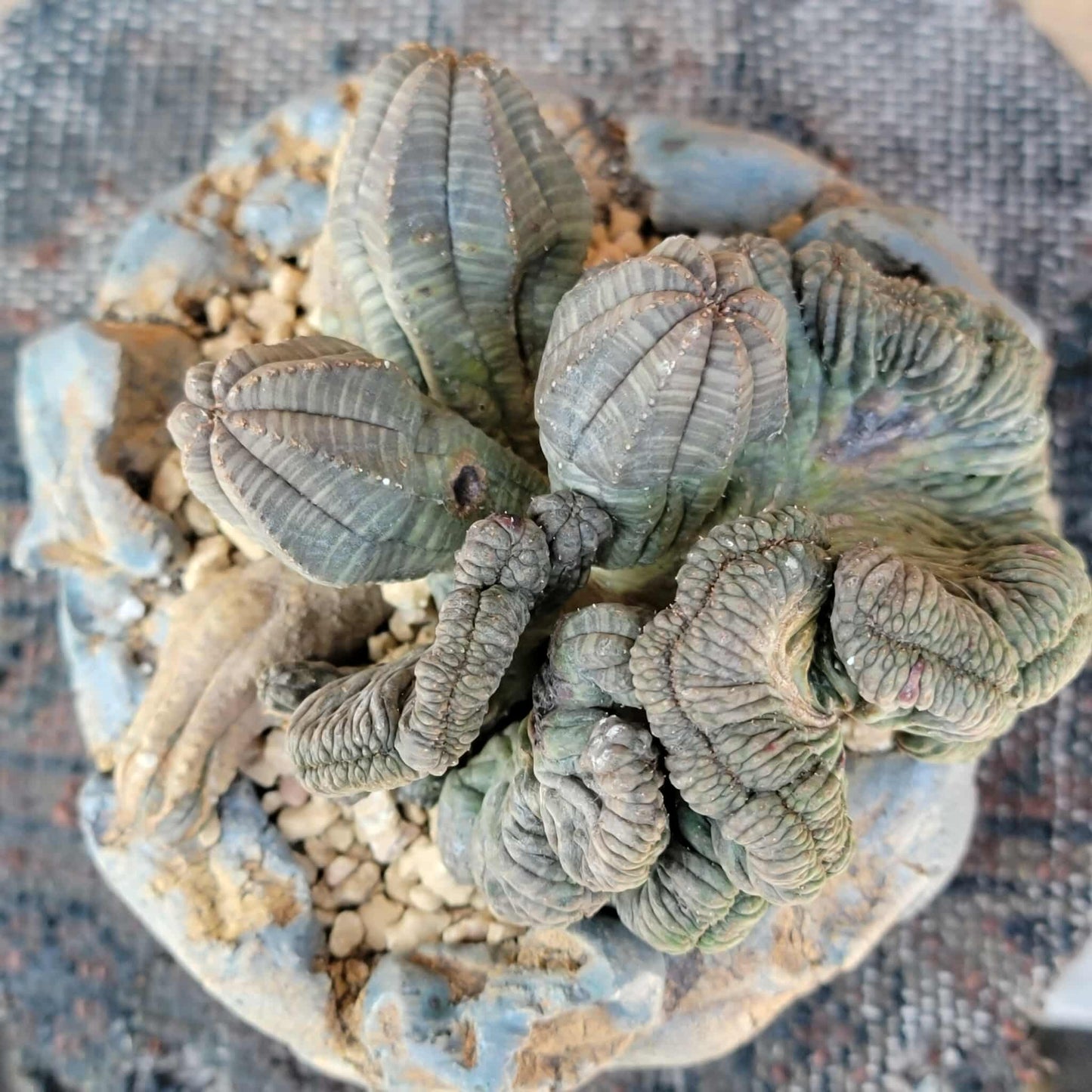 Euphorbia obesa cristata - Very Rare