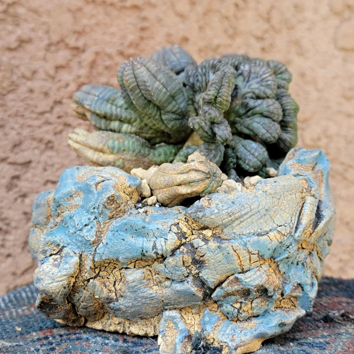 Euphorbia obesa cristata - Very Rare
