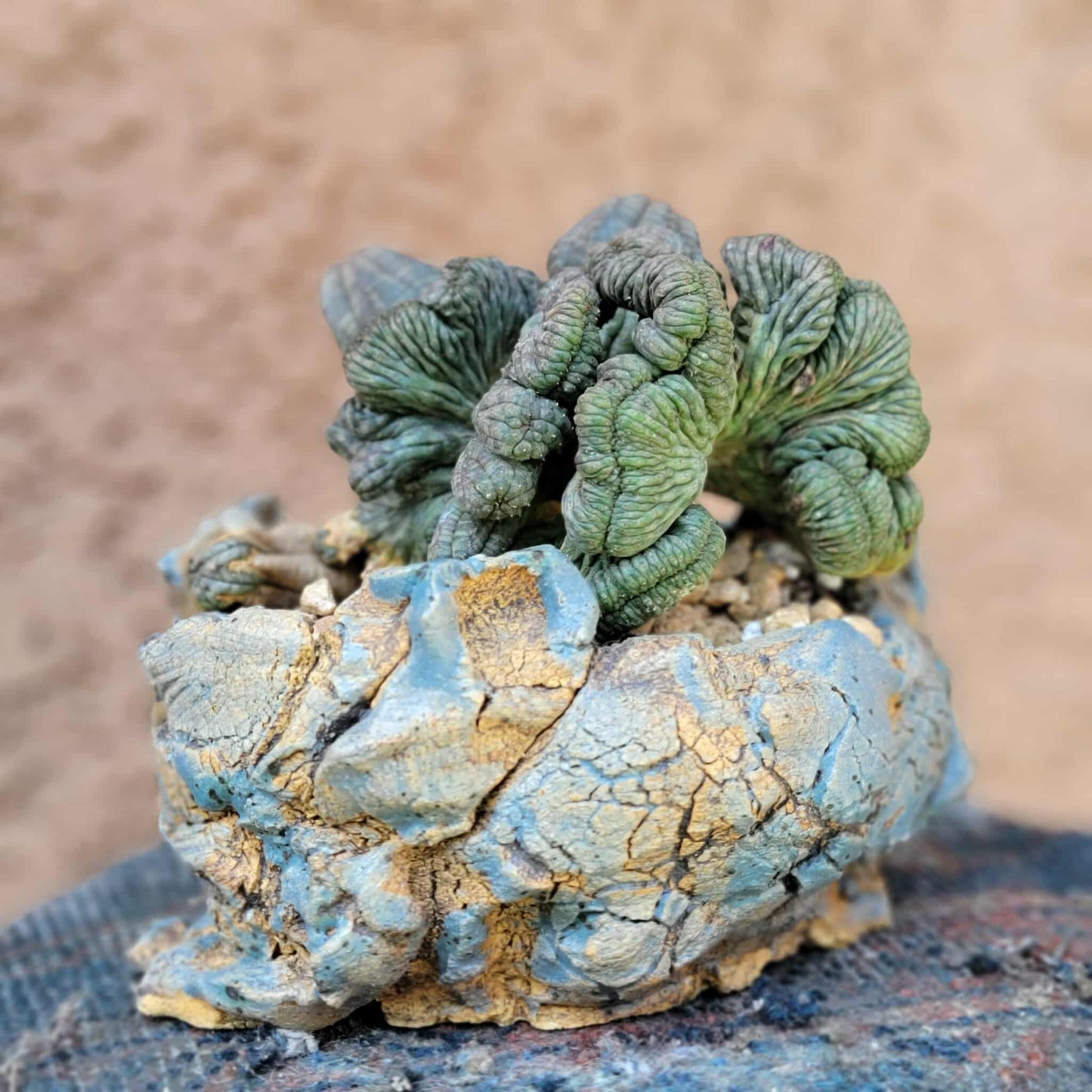 Euphorbia obesa cristata - Very Rare