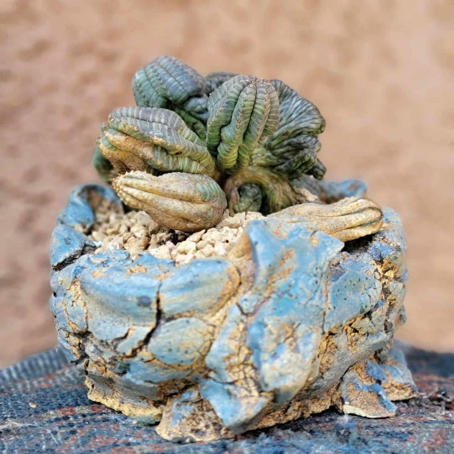 Euphorbia obesa cristata - Very Rare