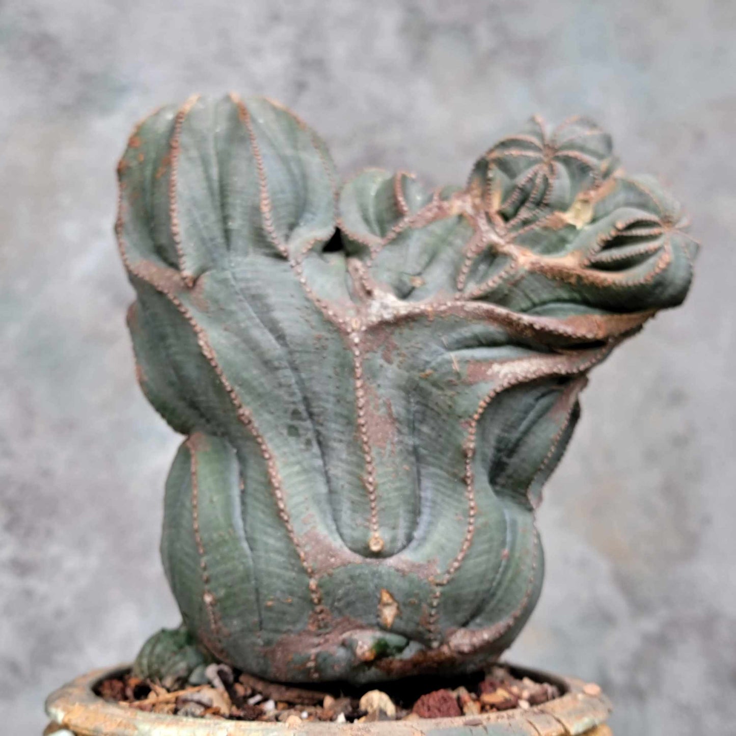 Euphorbia obesa cristata - Very Rare