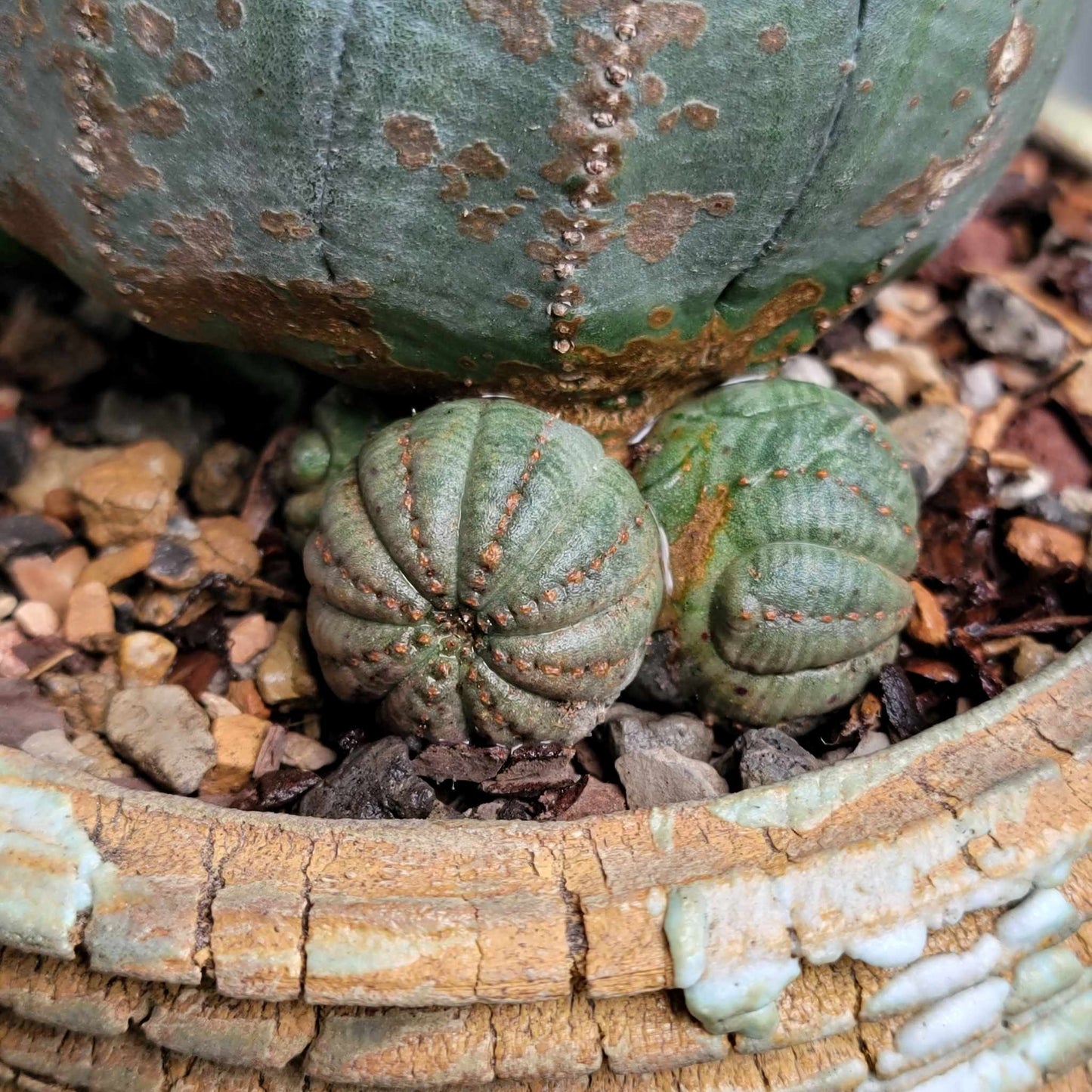 Euphorbia obesa cristata - Very Rare