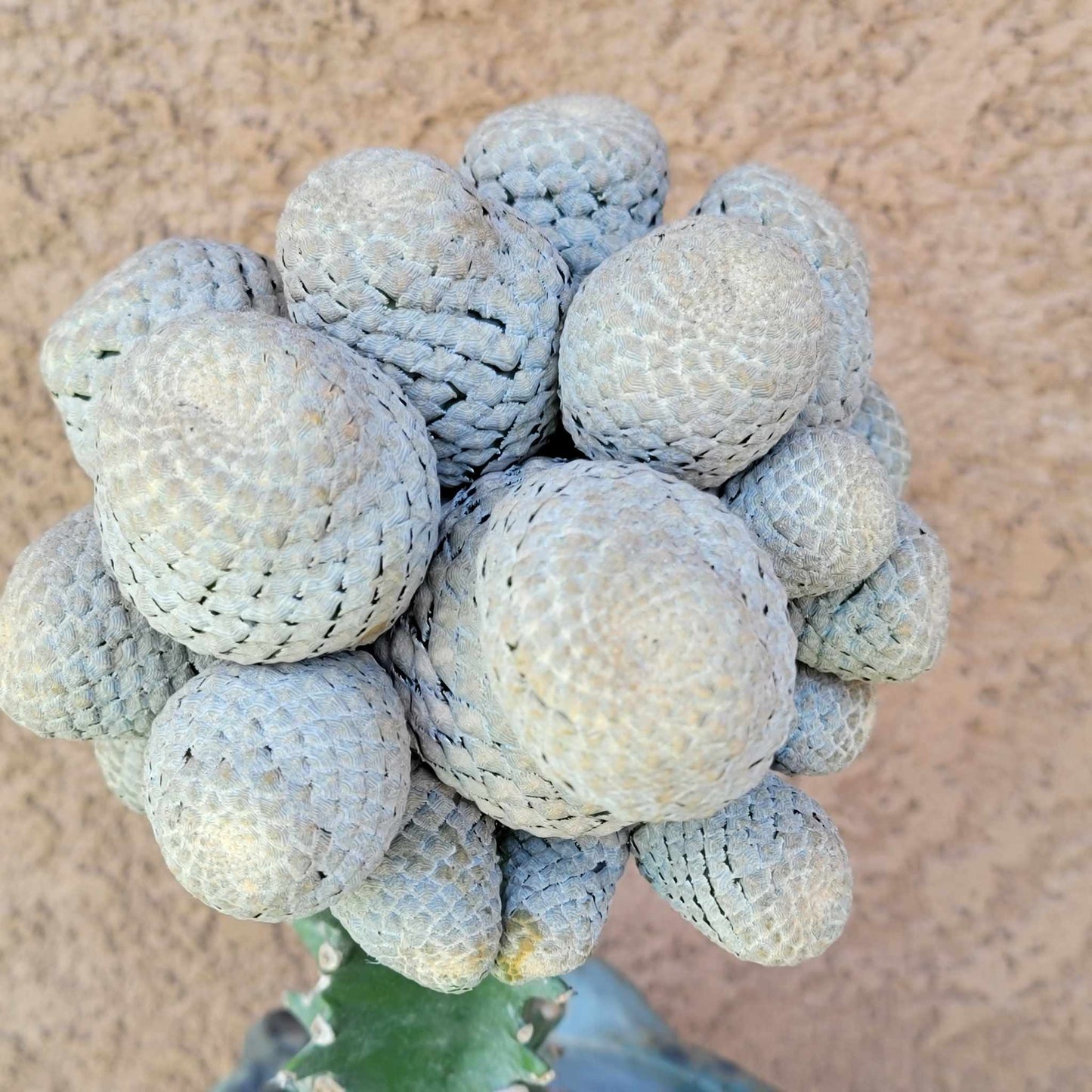 Euphorbia piscidermis - Fish Skin Euphorbia - 25 Heads!