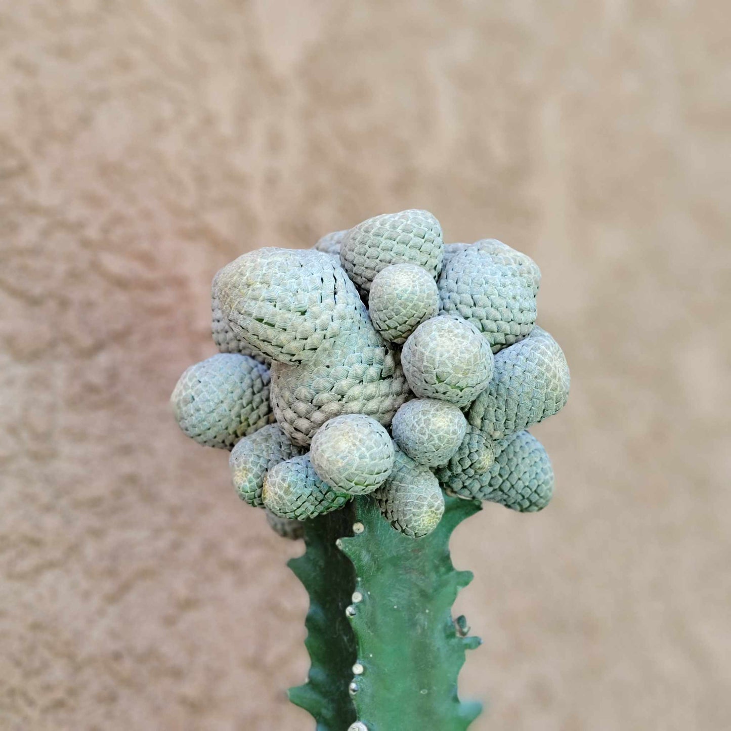 Euphorbia piscidermis - Fish Skin Euphorbia - 25 Heads!