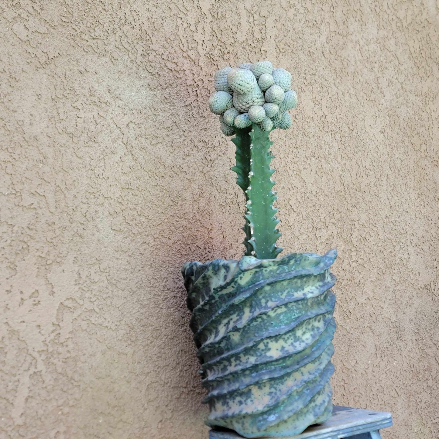 Euphorbia piscidermis - Fish Skin Euphorbia - 25 Heads!