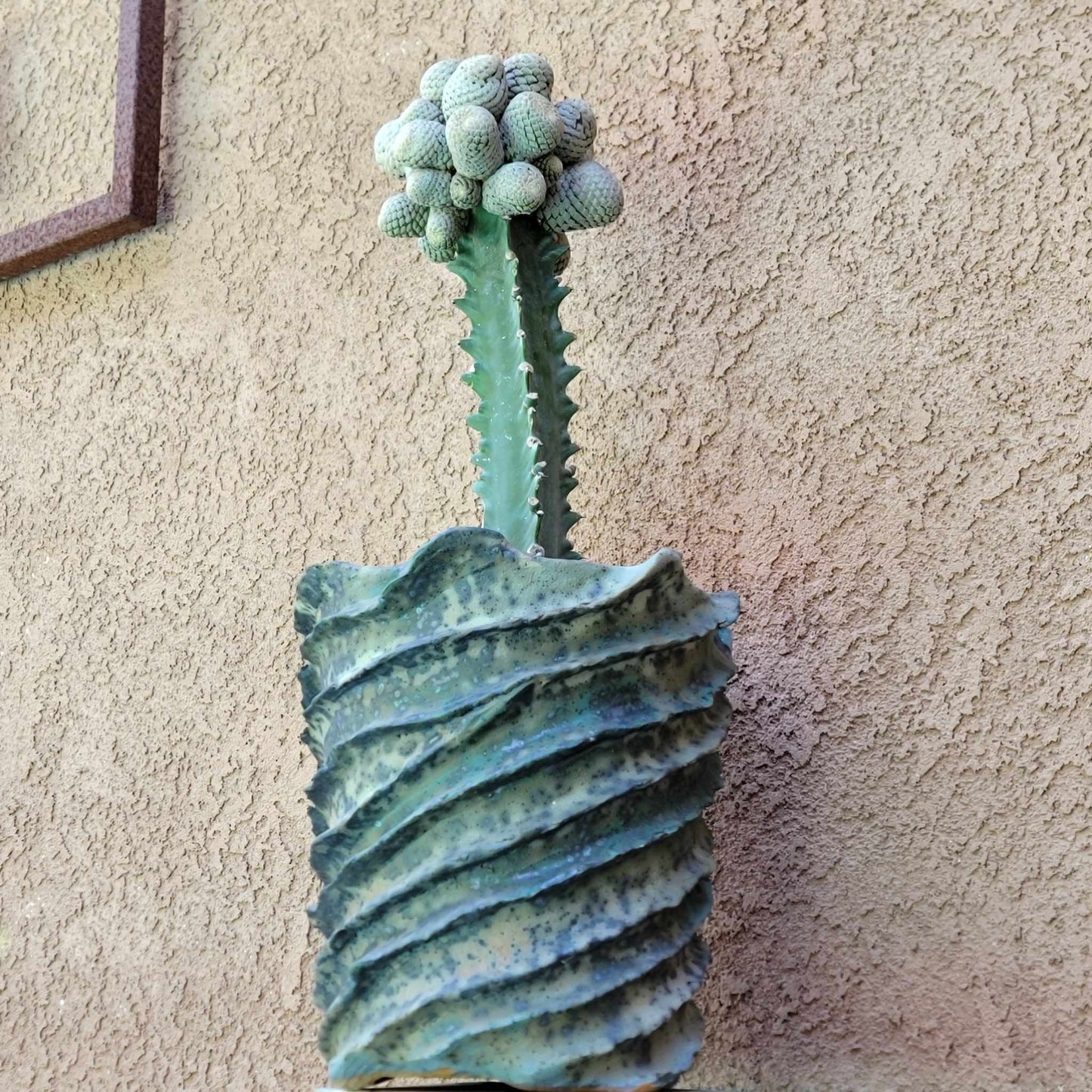 Euphorbia piscidermis - Fish Skin Euphorbia - 25 Heads!