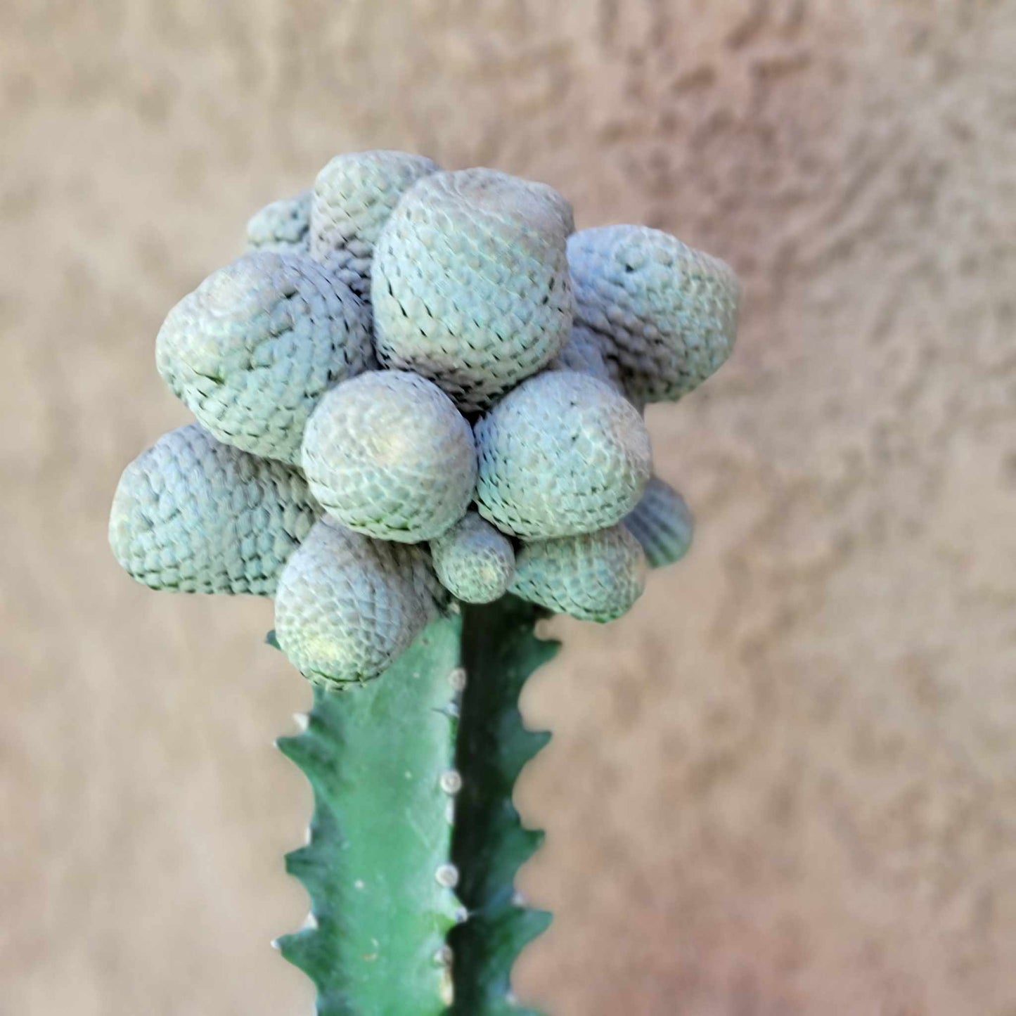Euphorbia piscidermis - Fish Skin Euphorbia - 25 Heads!
