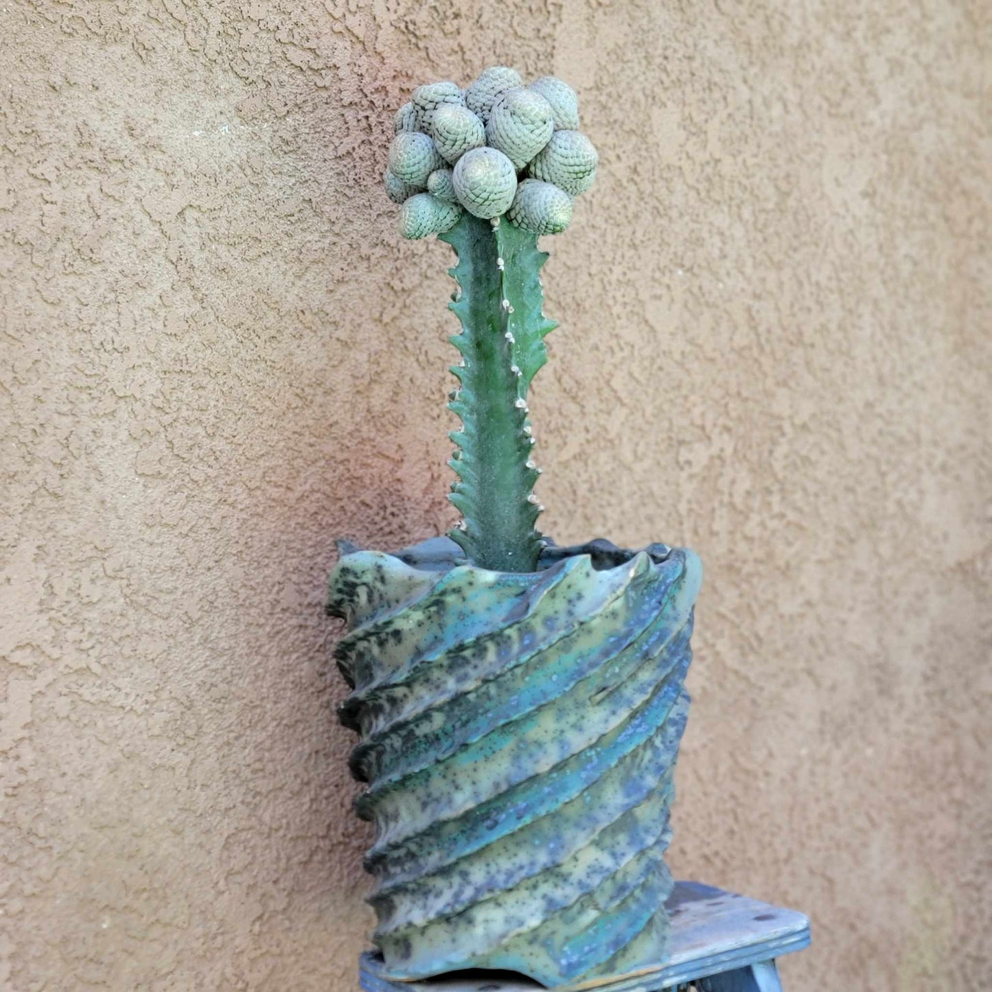 Euphorbia piscidermis - Fish Skin Euphorbia - 25 Heads!