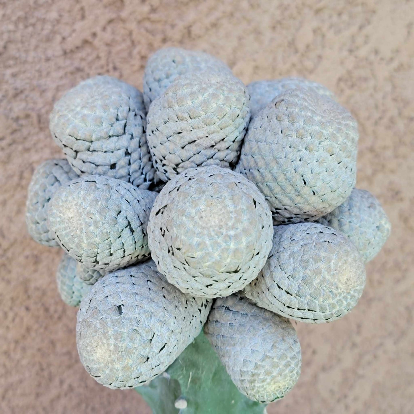Euphorbia piscidermis - Fish Skin Euphorbia - 25 Heads!