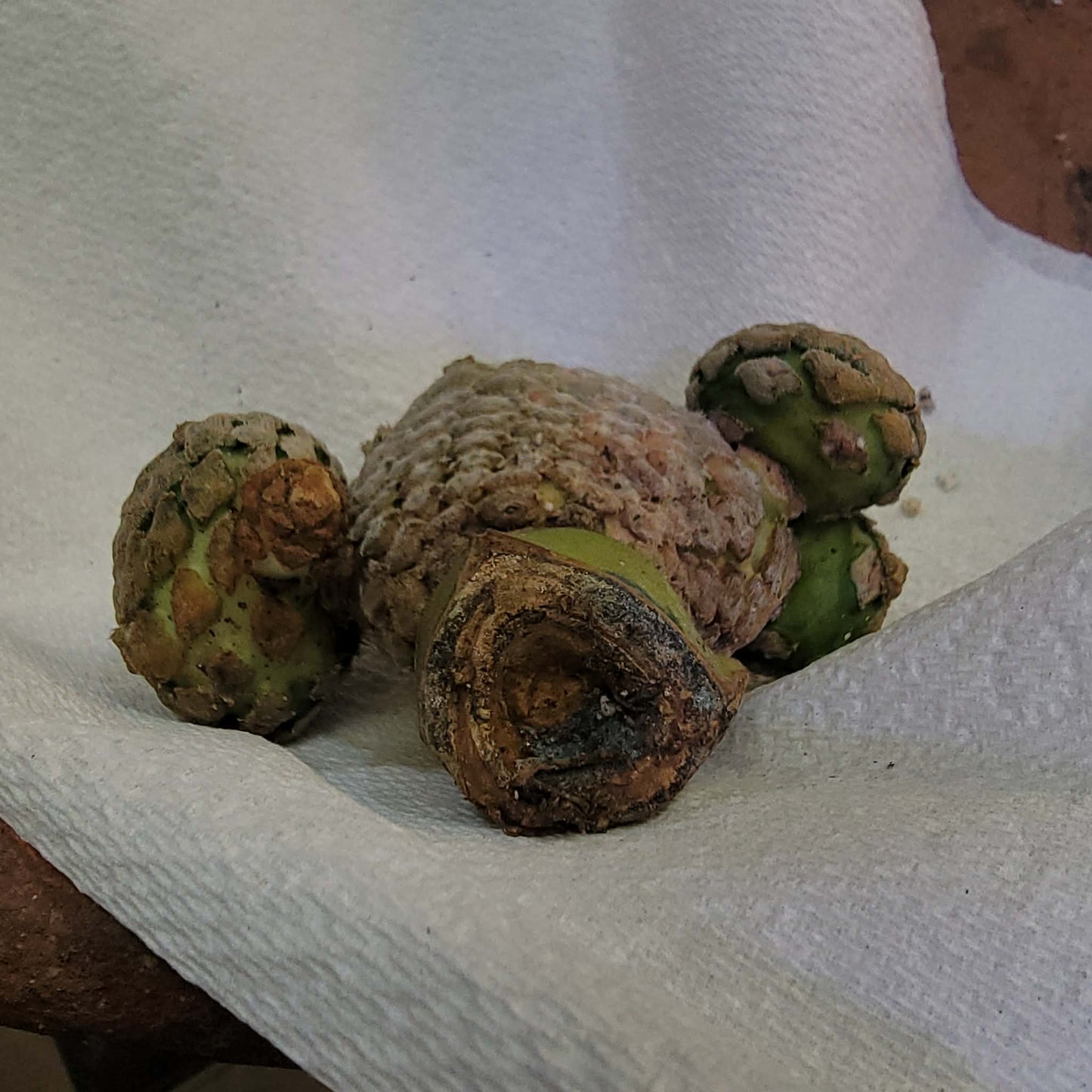 Euphorbia piscidermis - Fish Skin Euphorbia