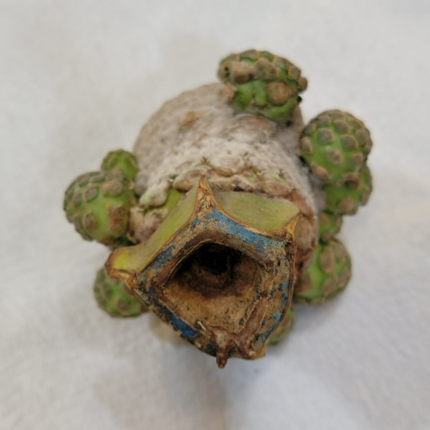 Euphorbia piscidermis - Fish Skin Euphorbia