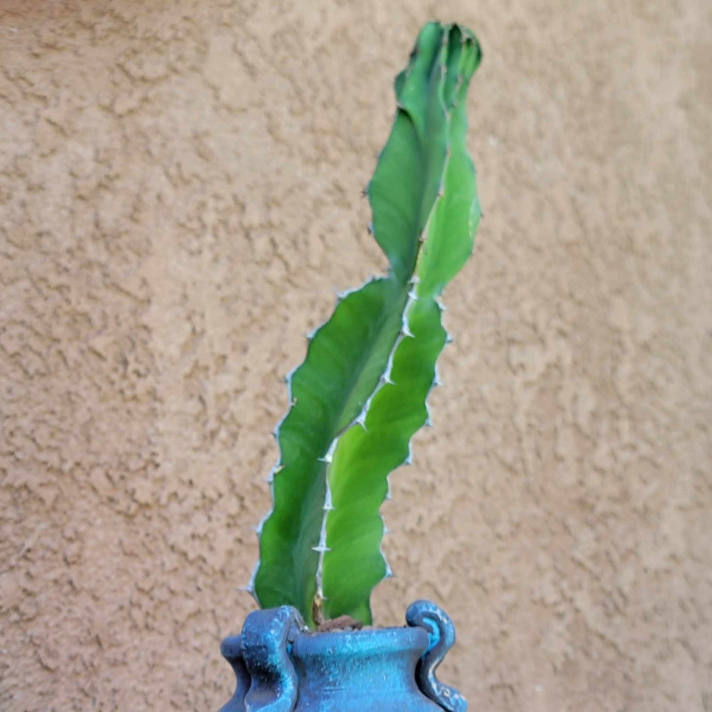 Euphorbia pseudocactus - ‘Zig Zag'