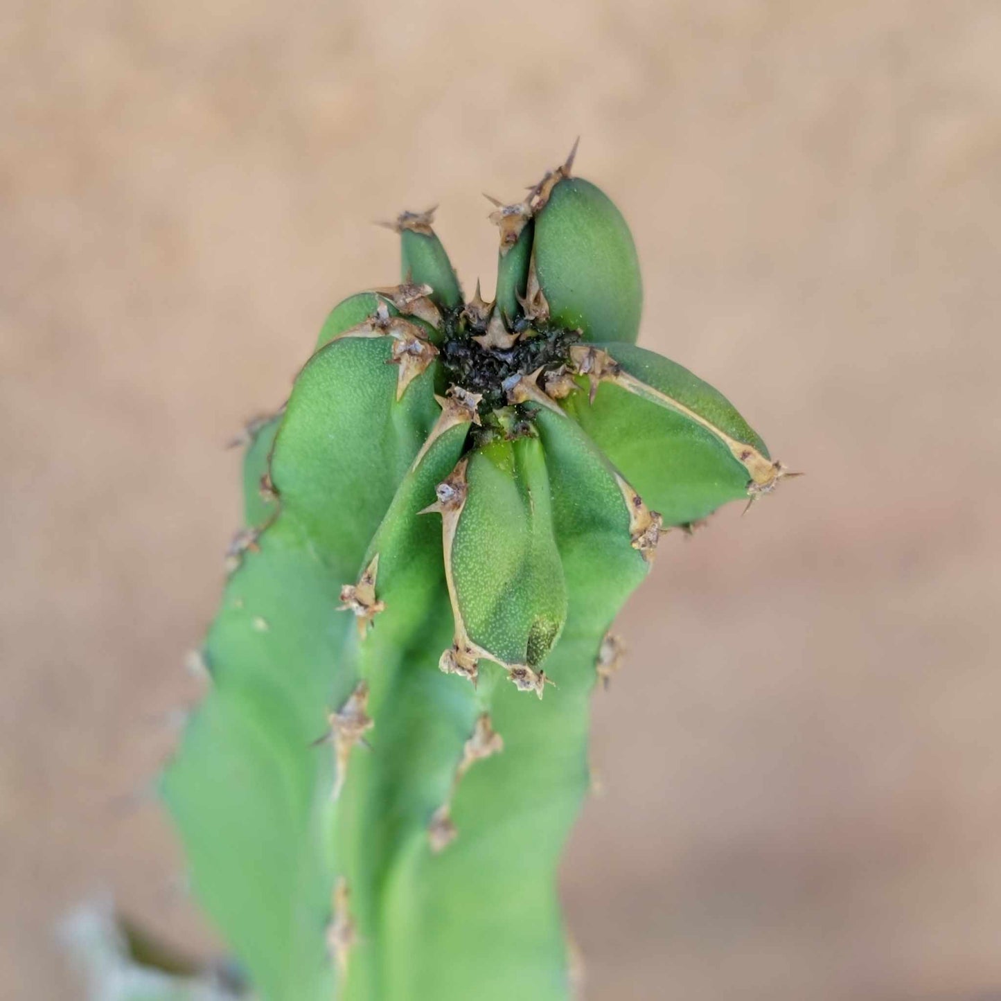 Euphorbia pseudocactus - ‘Zig Zag'
