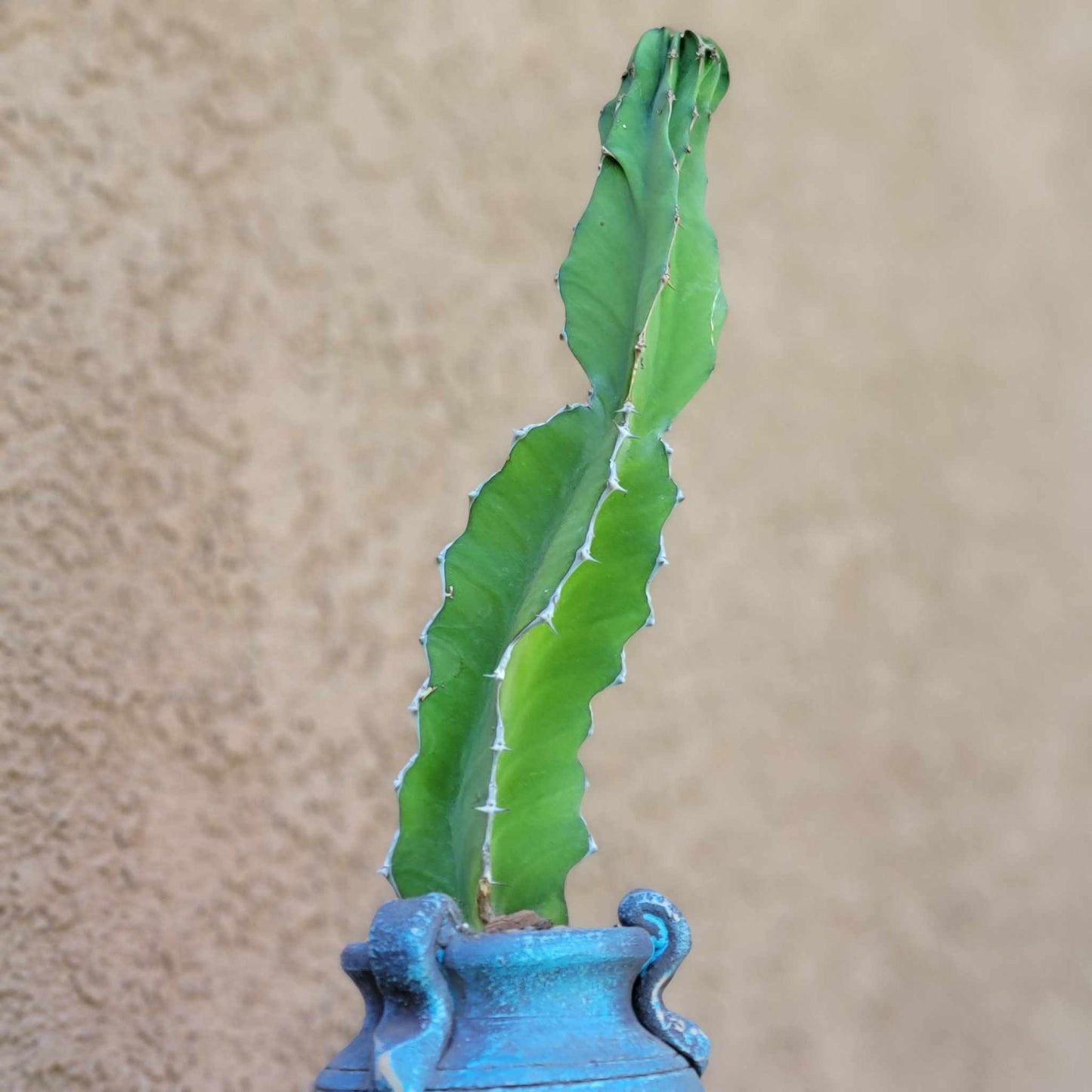 Euphorbia pseudocactus - ‘Zig Zag'