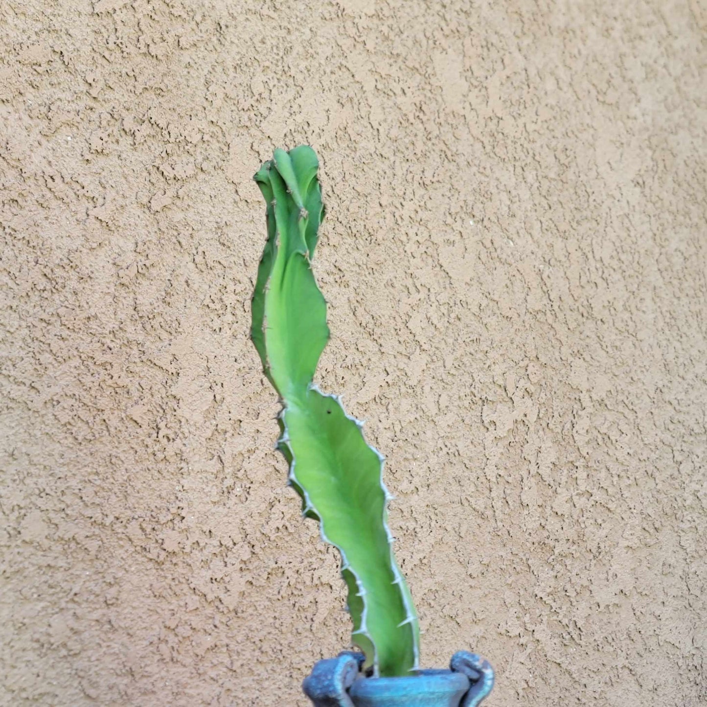 Euphorbia pseudocactus - ‘Zig Zag'