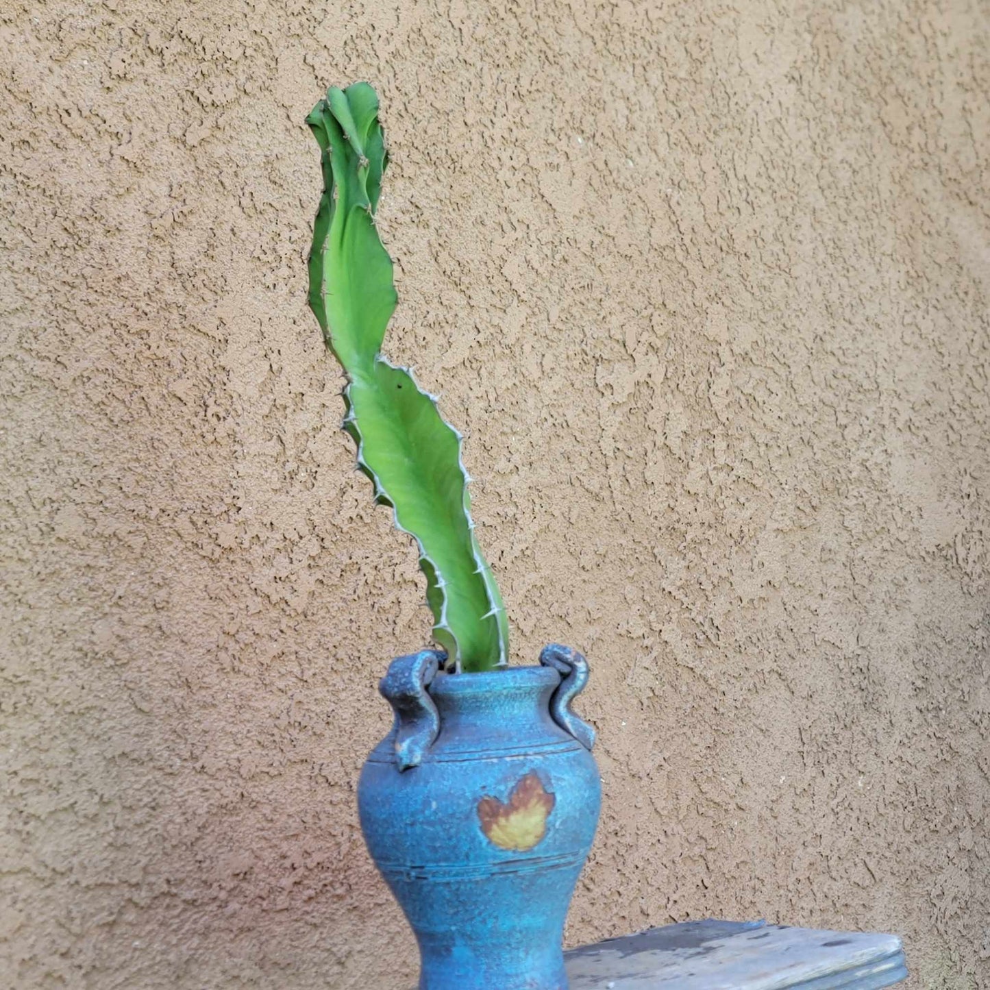 Euphorbia pseudocactus - ‘Zig Zag'