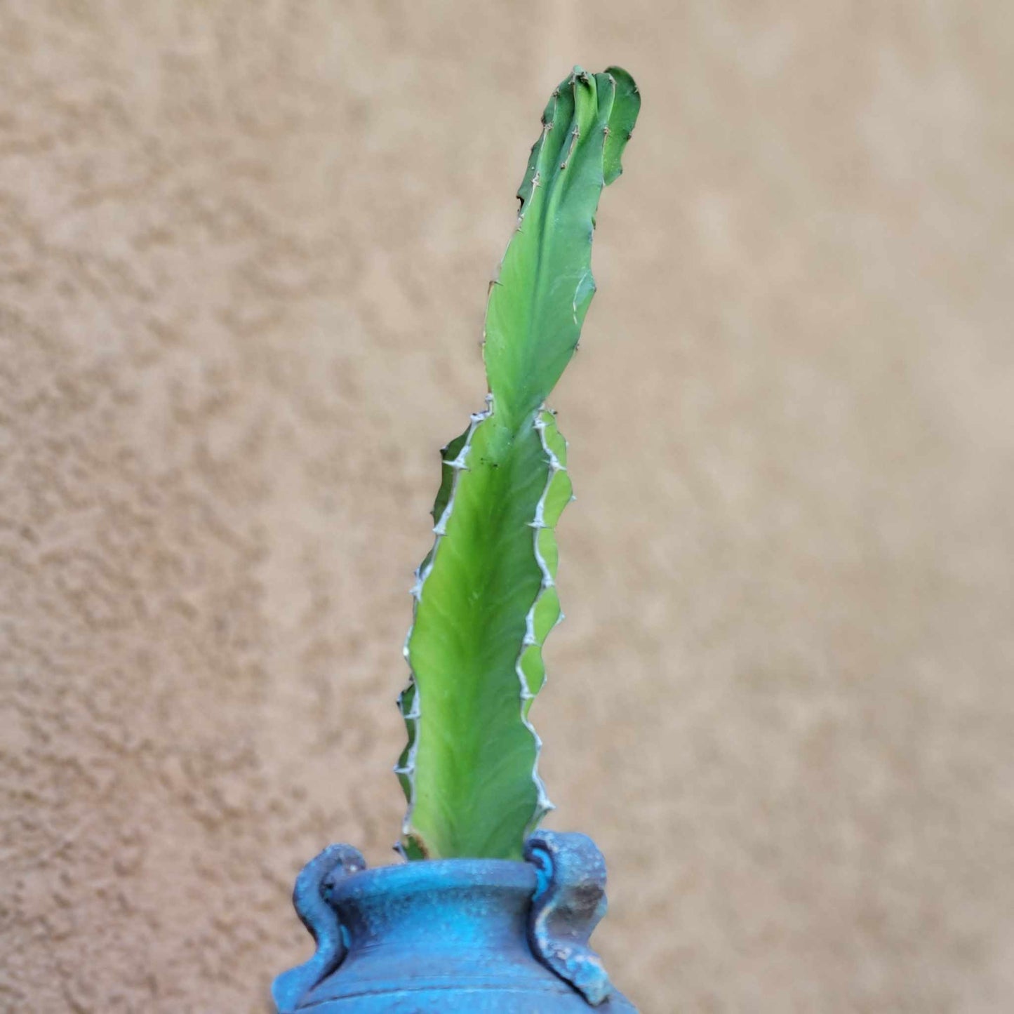 Euphorbia pseudocactus - ‘Zig Zag'