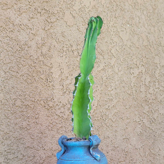 Euphorbia pseudocactus - ‘Zig Zag'