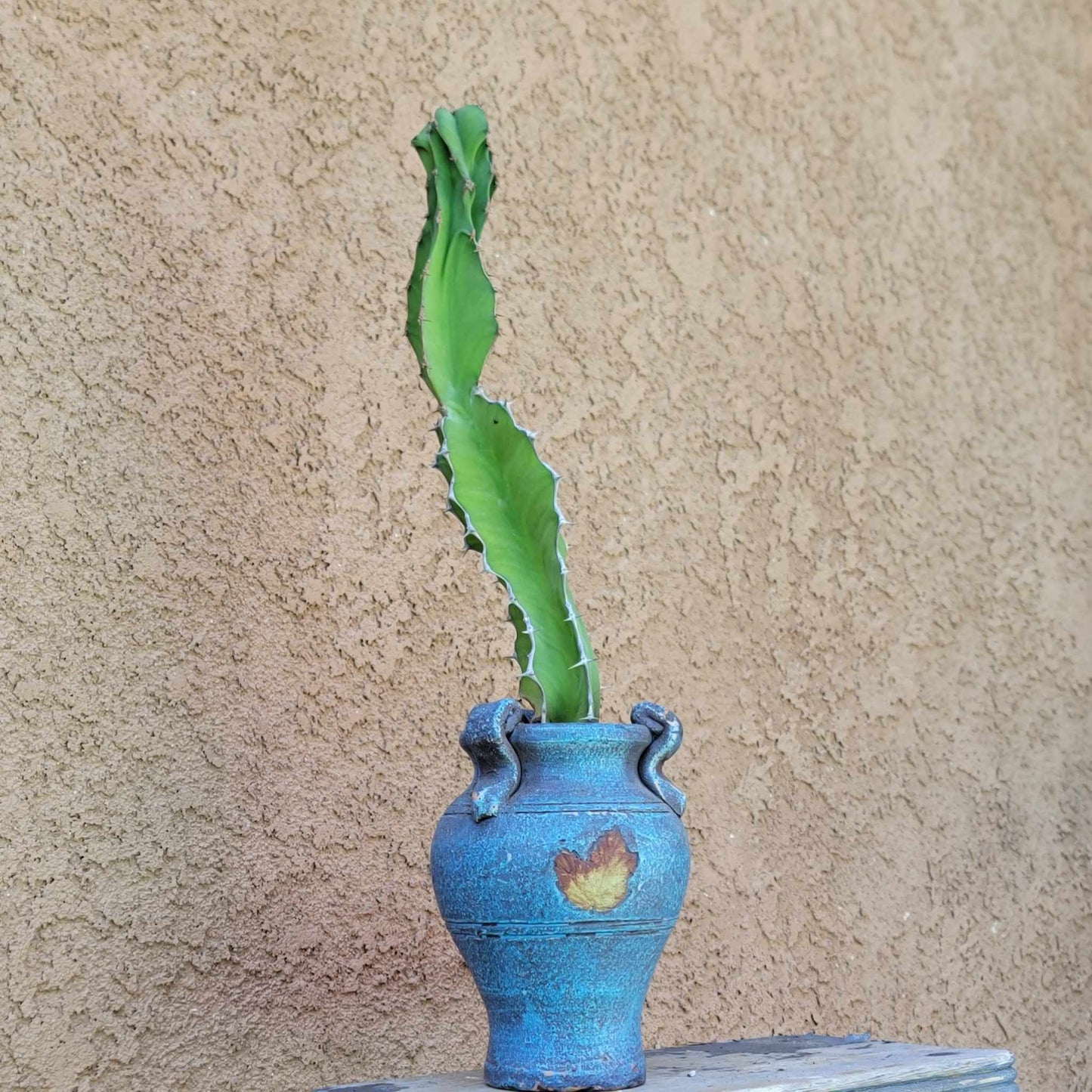 Euphorbia pseudocactus - ‘Zig Zag'