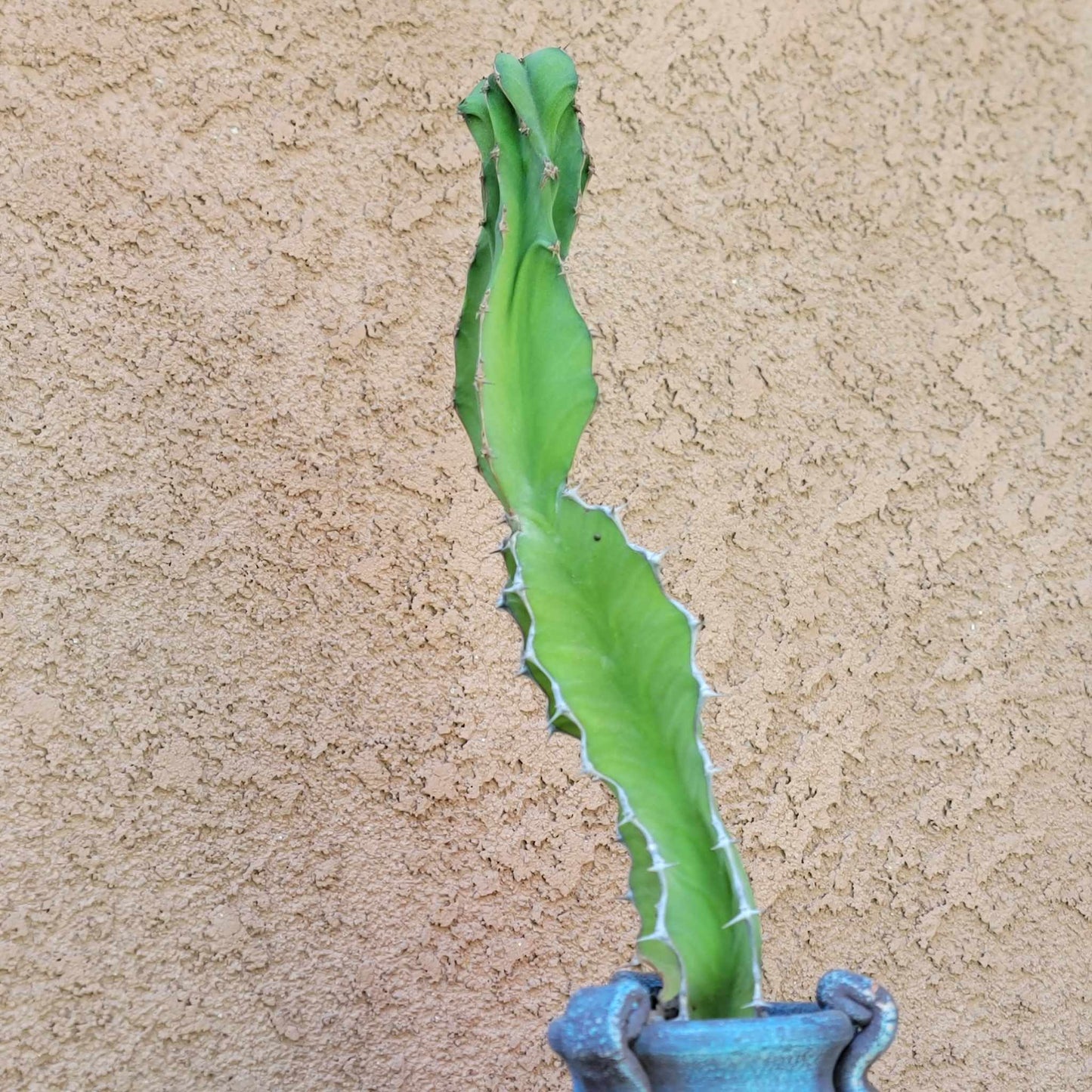 Euphorbia pseudocactus - ‘Zig Zag'