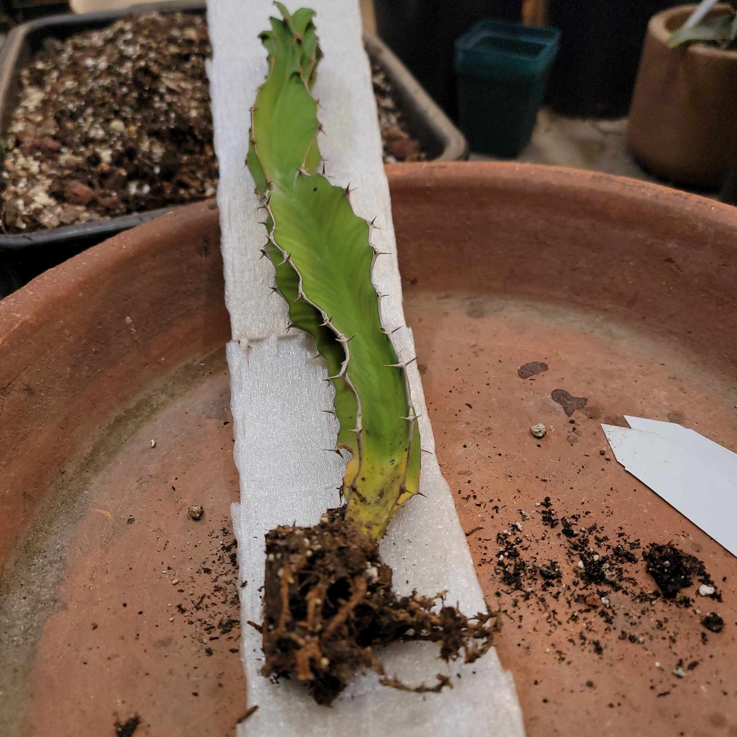 Euphorbia pseudocactus - ‘Zig Zag'