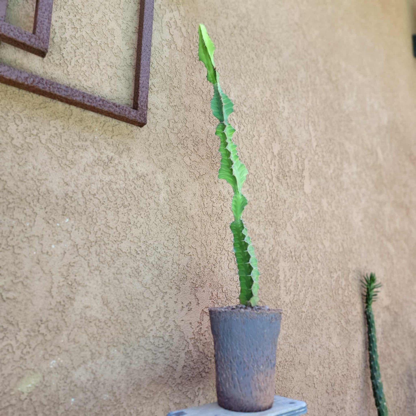 Euphorbia pseudocactus - ‘Zig Zag' Cactus - 28" tall!